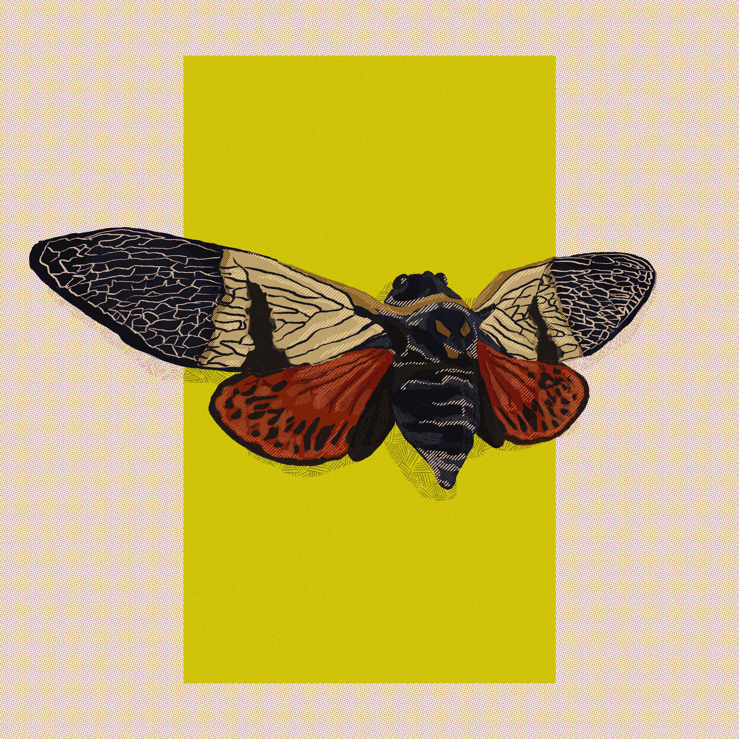Cicada Summer