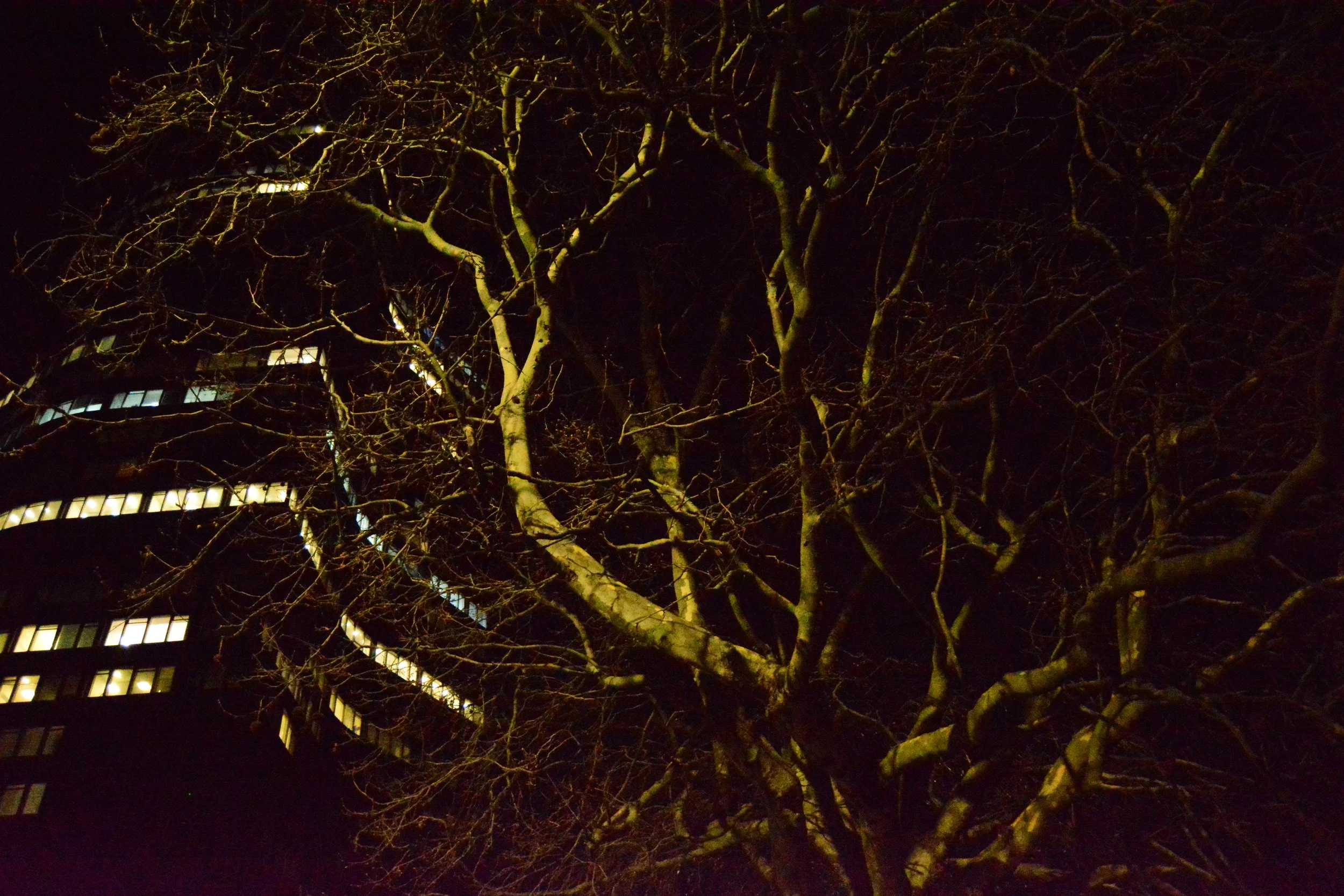 DSC_0109.JPG