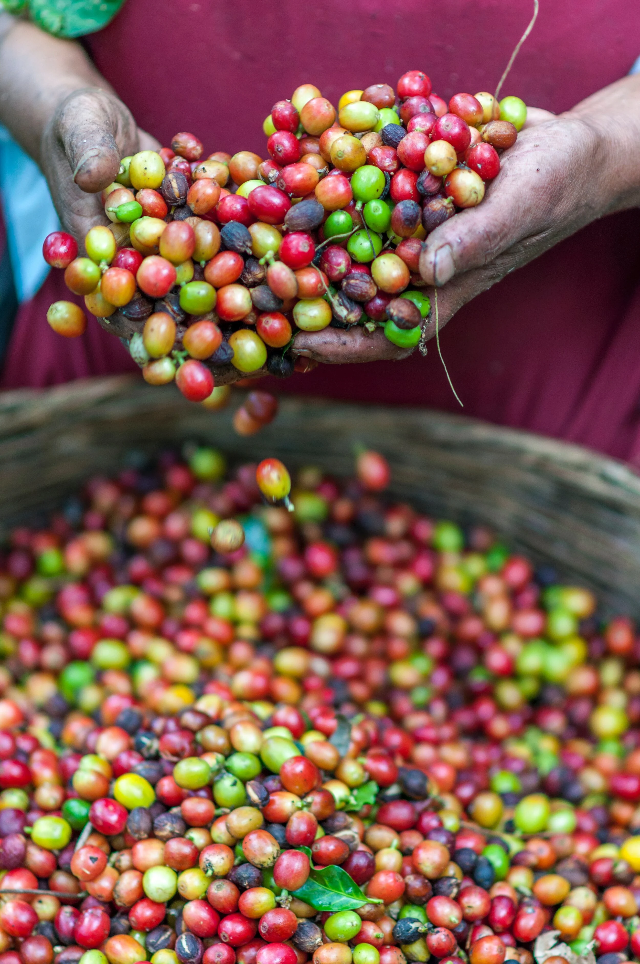 Uganda Bugisu Organic