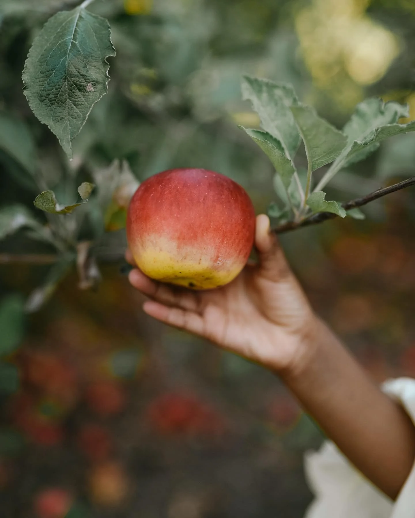 Just a girl and her apple orchard adventures!😍🍁🍎🧺✨
.
.
.

Kansas City | Kansas City Photographer | Natural Light | Natural Light Photographer 

#kansascityphotographer #naturallightphotographer #portraitphotographer #lifestylephotographer #blackw