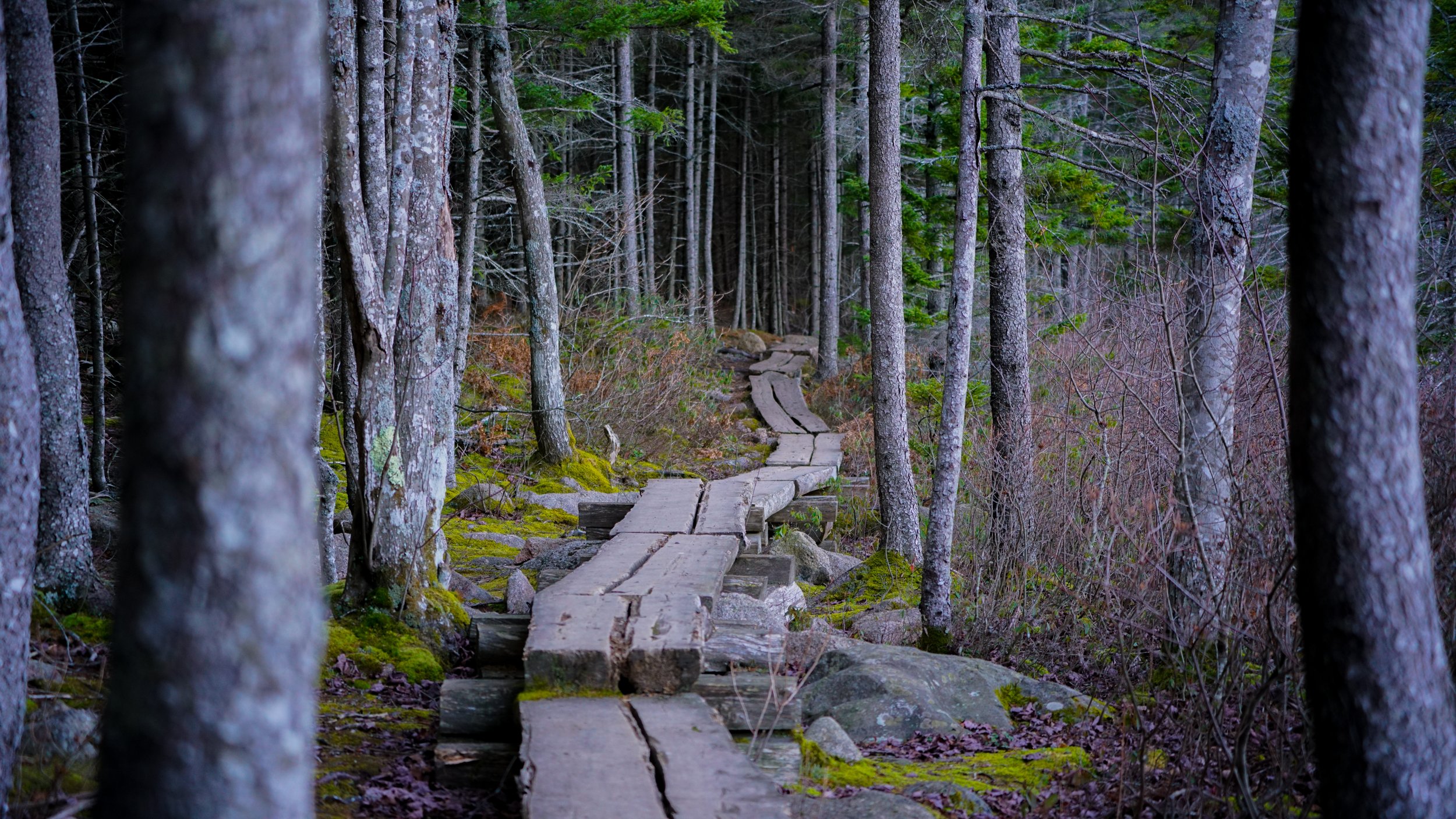 Path following The Bowl, Acadia National Park