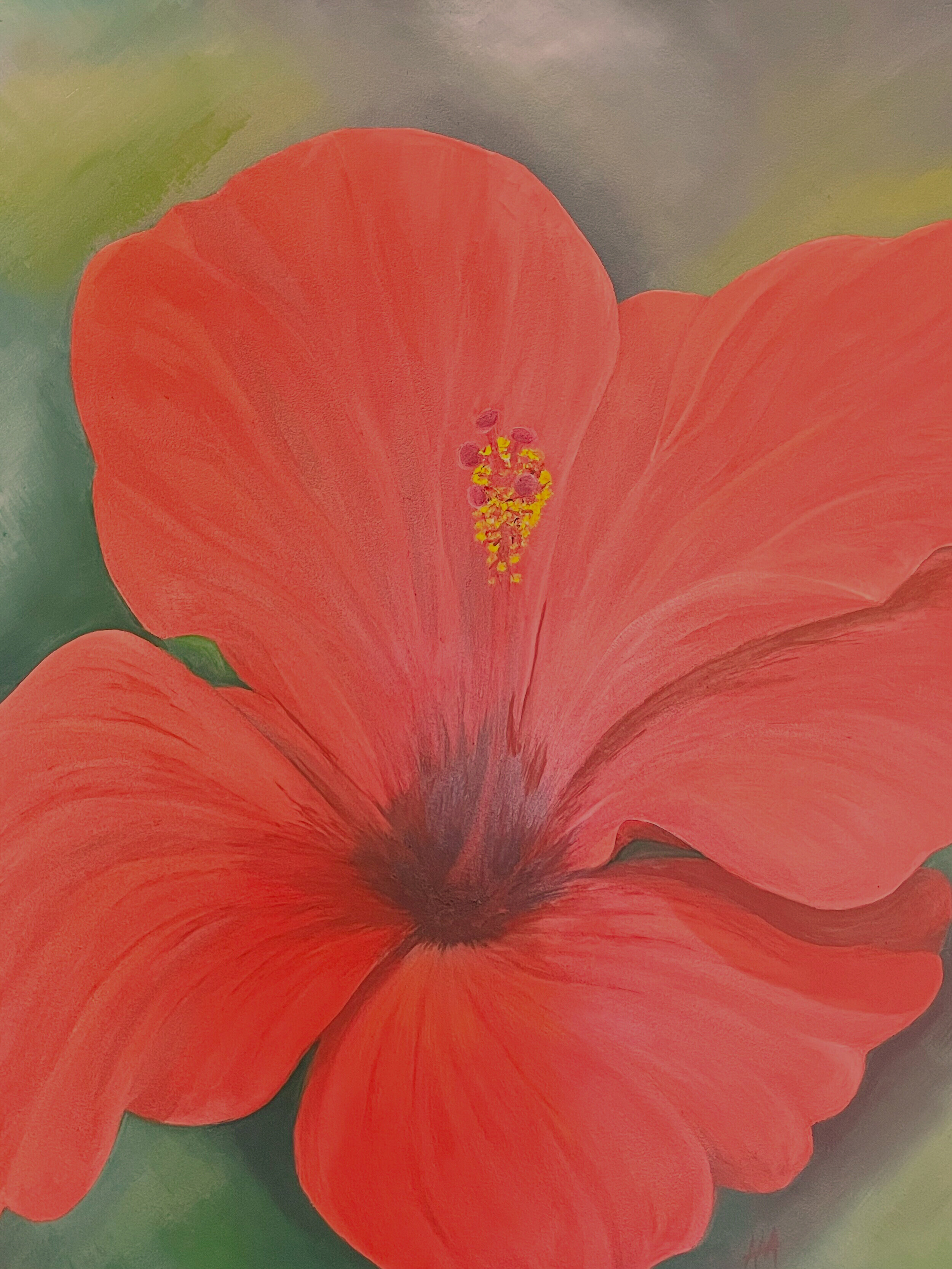 Red Hibiscus, 600 x 800 mm, oil on board, unframed, $900.