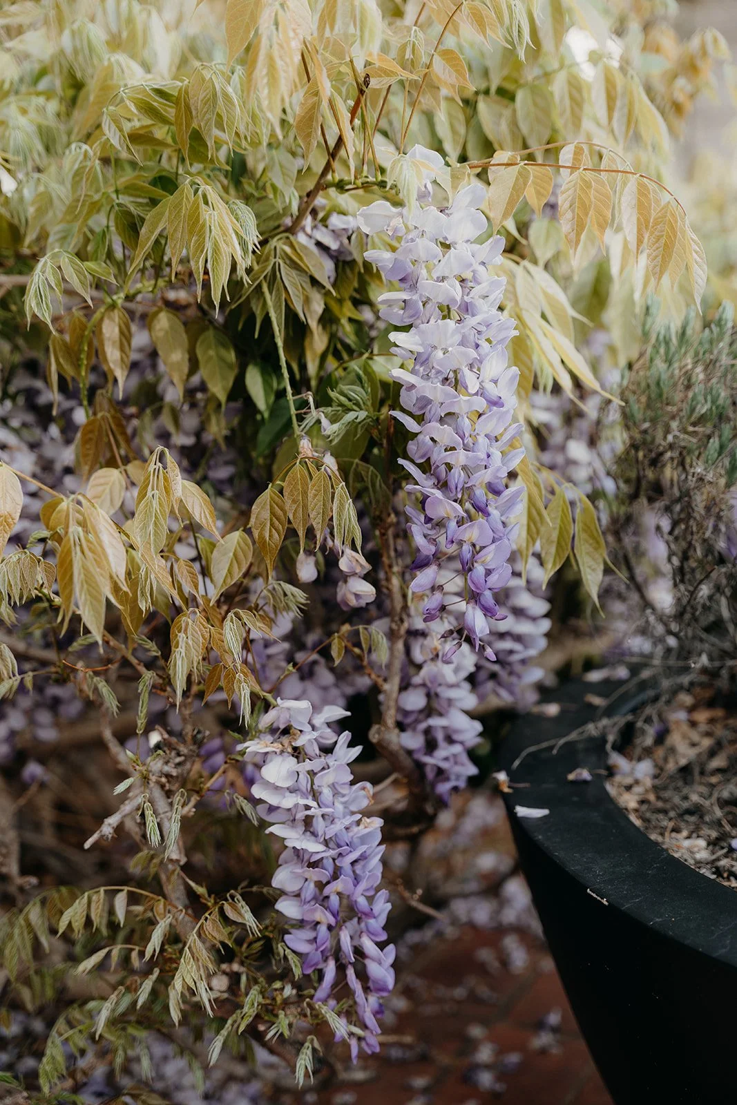 Chenlu & Christopher's Wedding-006_websize.jpg