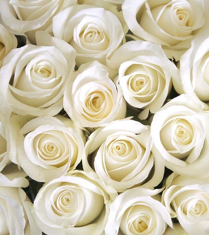 White Roses.jpeg