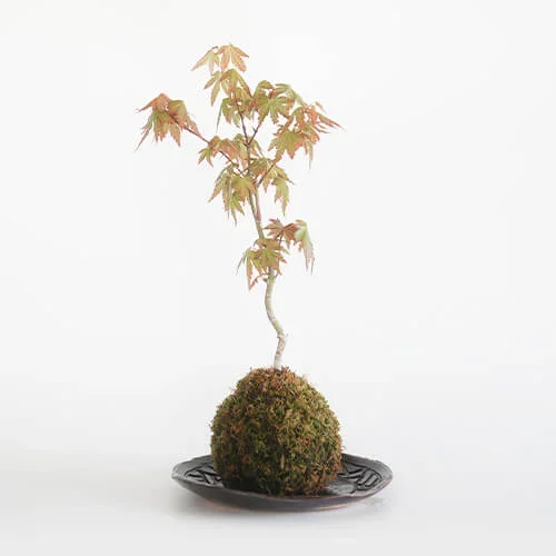 Kokedama.webp