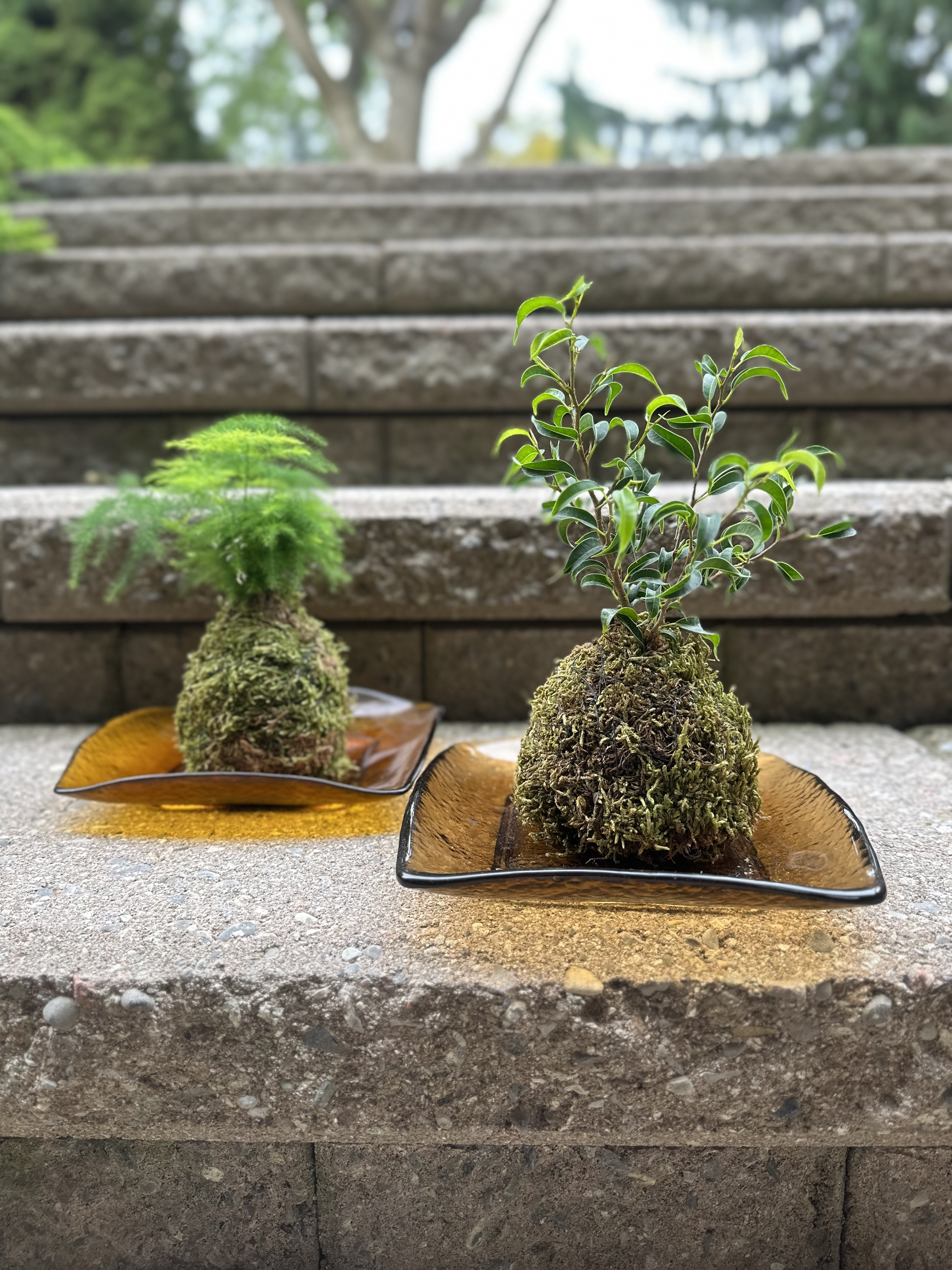 Kokedama Pair (Father's Day)