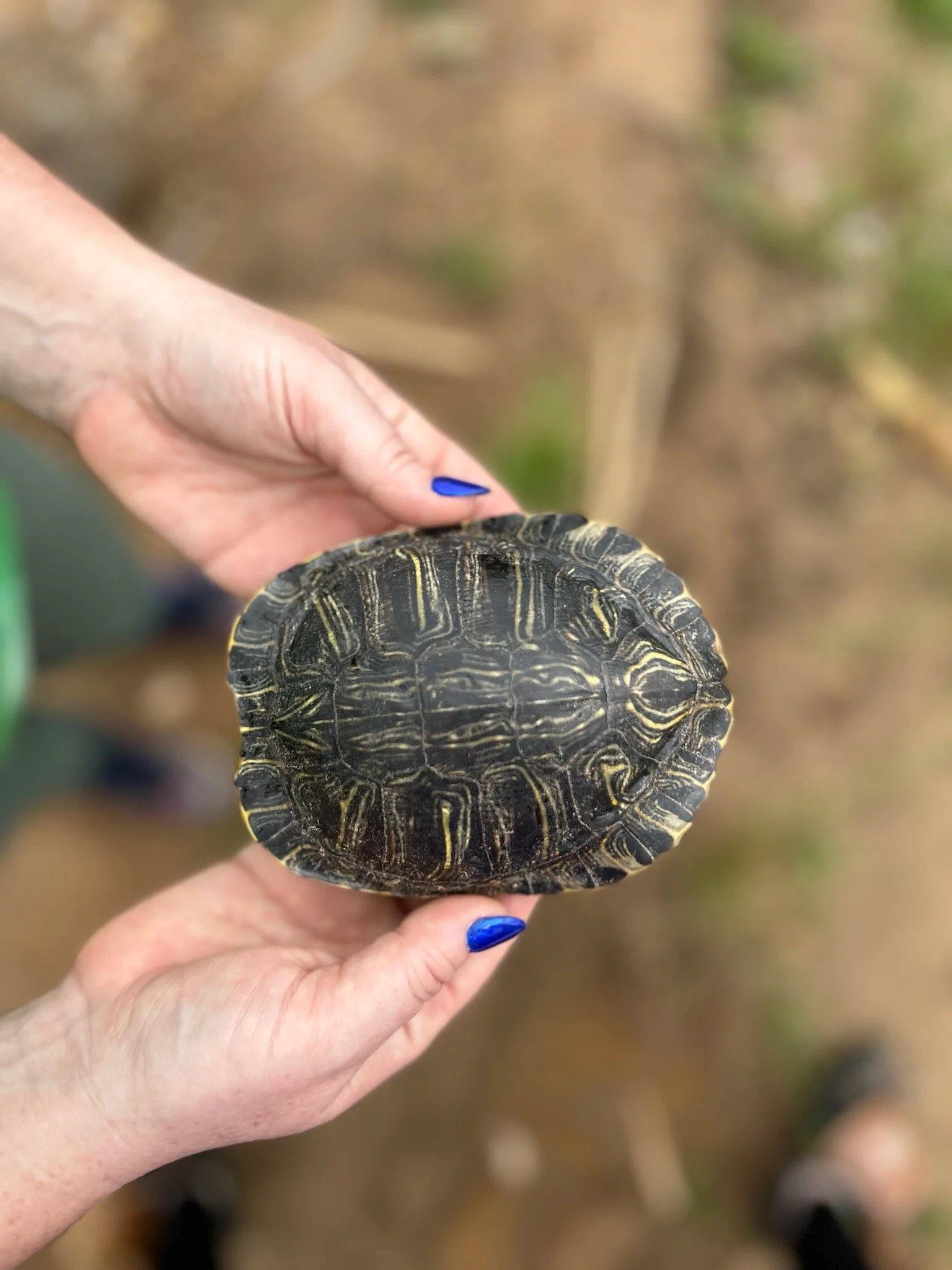 Turtle.jpeg