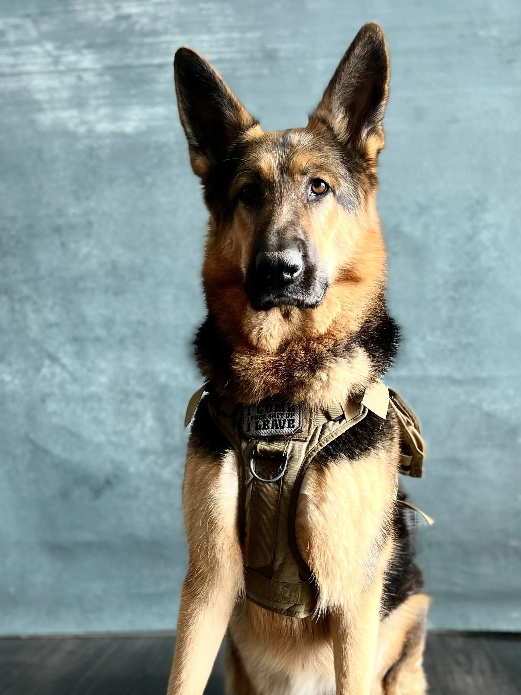 headshot-dc-team-mascot-gabe-german-Shepherd-dog.jpg