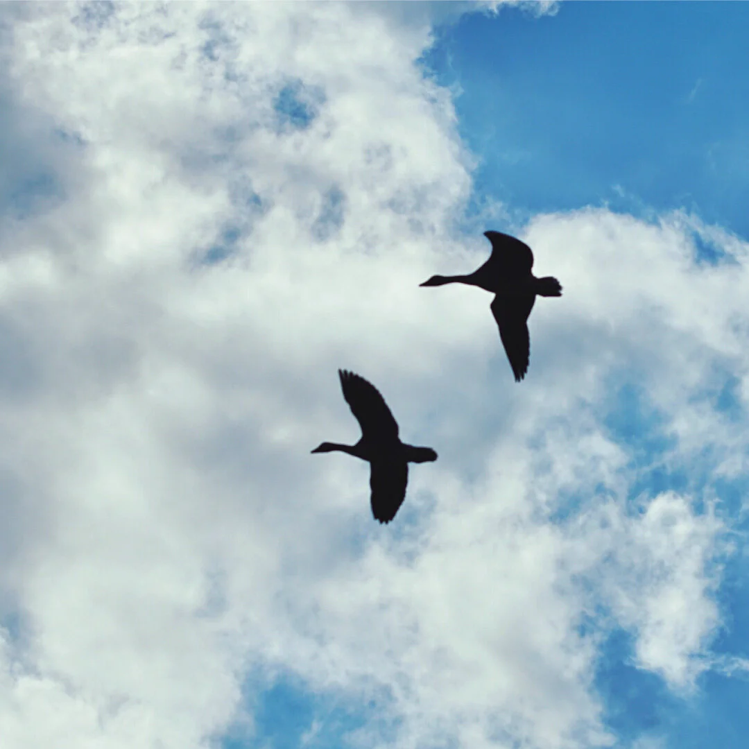 Las sincronías de la vida y la muerte