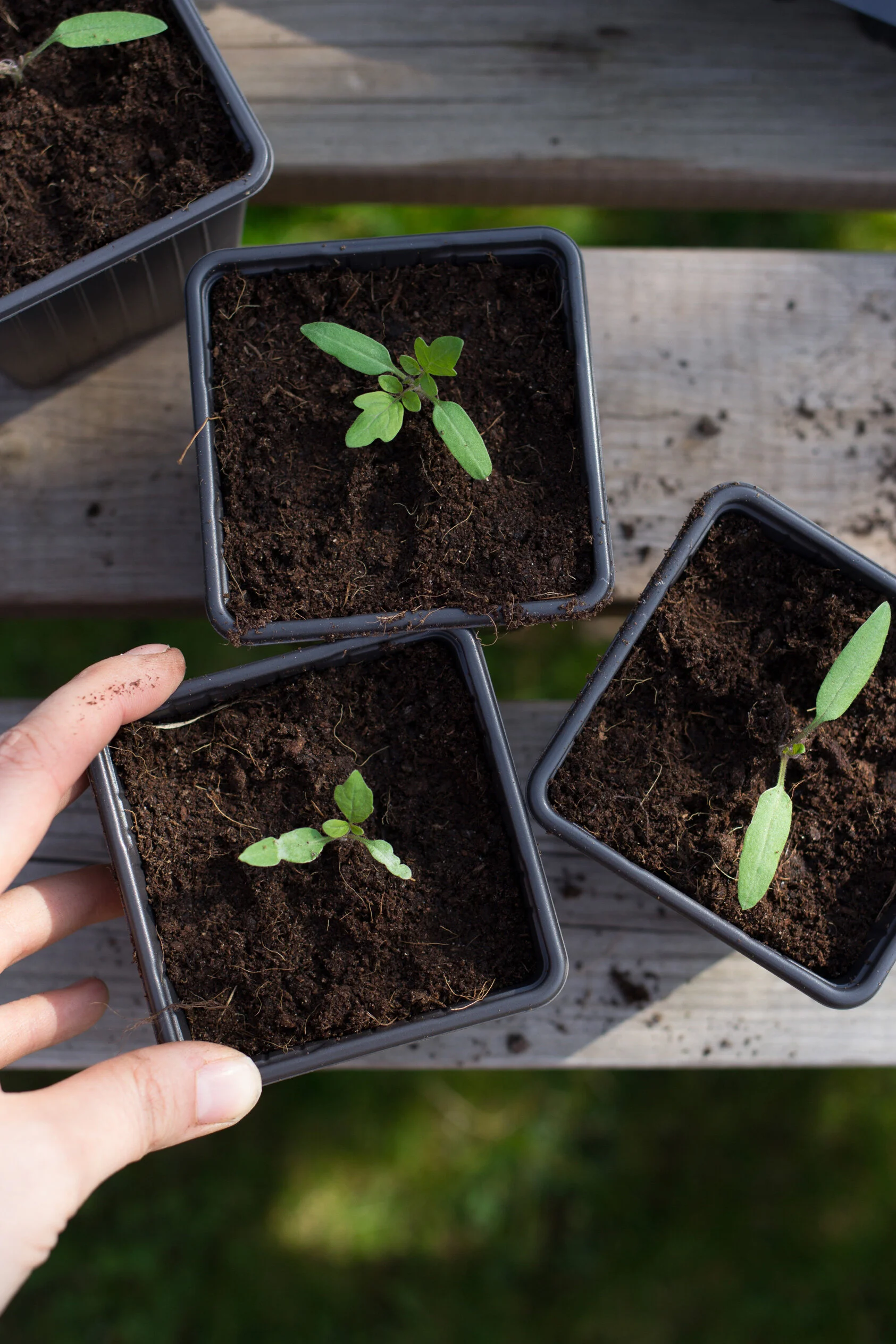 Tips on Growing Tomatoes