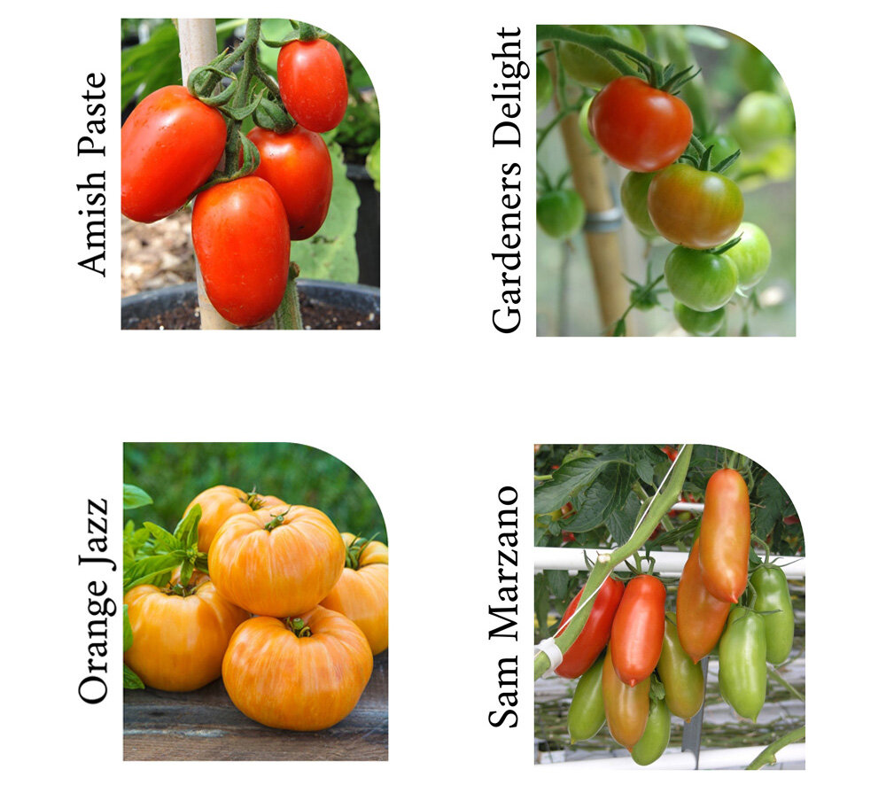 2021 Tomato Varieties — The Mother Cooker