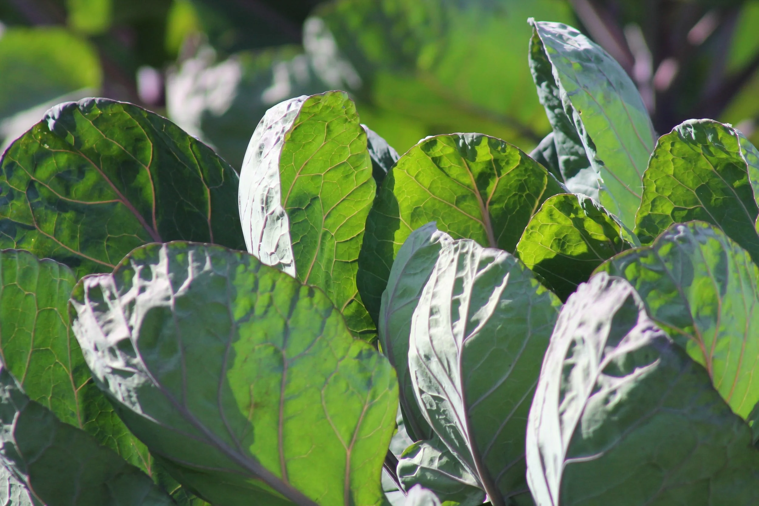 What to Sow and Harvest in May