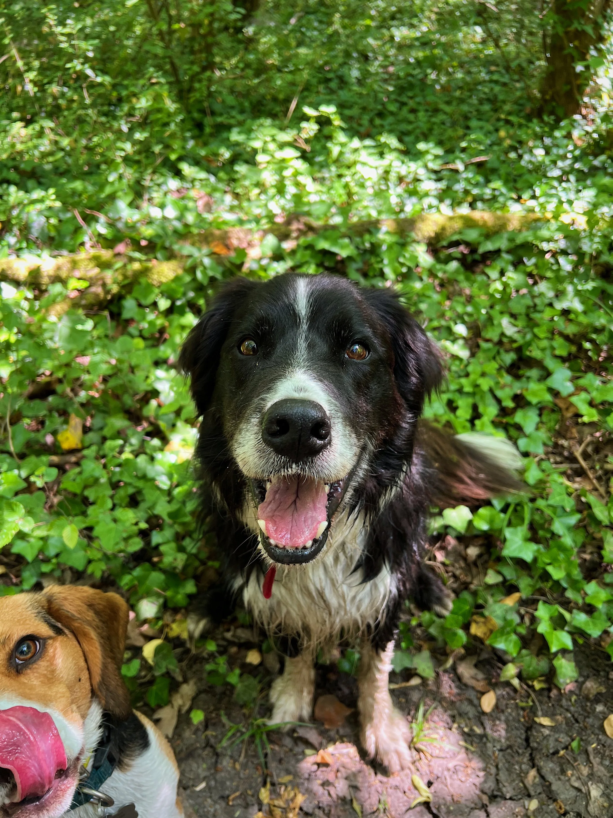 Balade canine Poissy