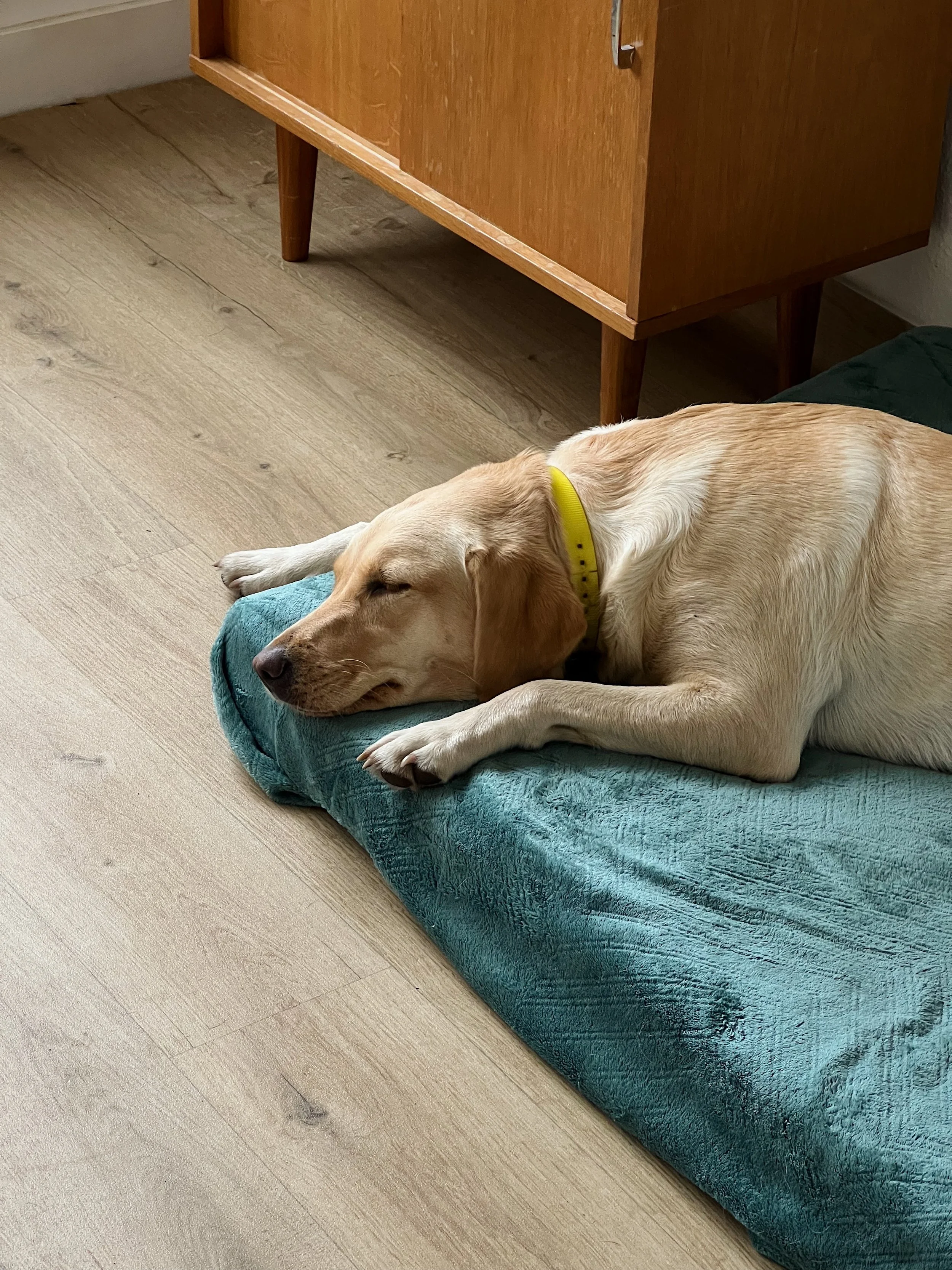 Pension canine Poissy