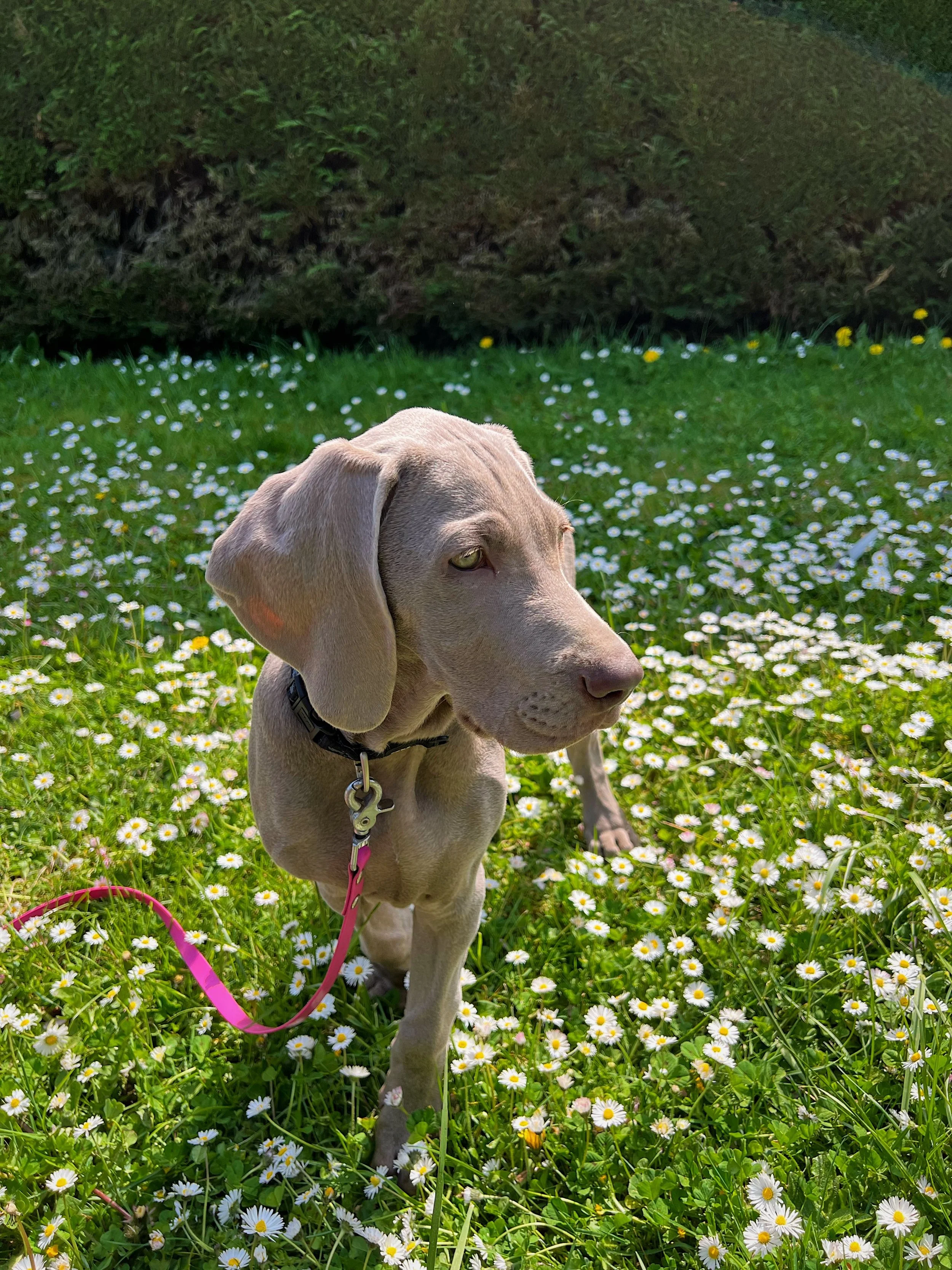 5 conseils d’entraînement au printemps : remettre à niveau les compétences de votre chien.