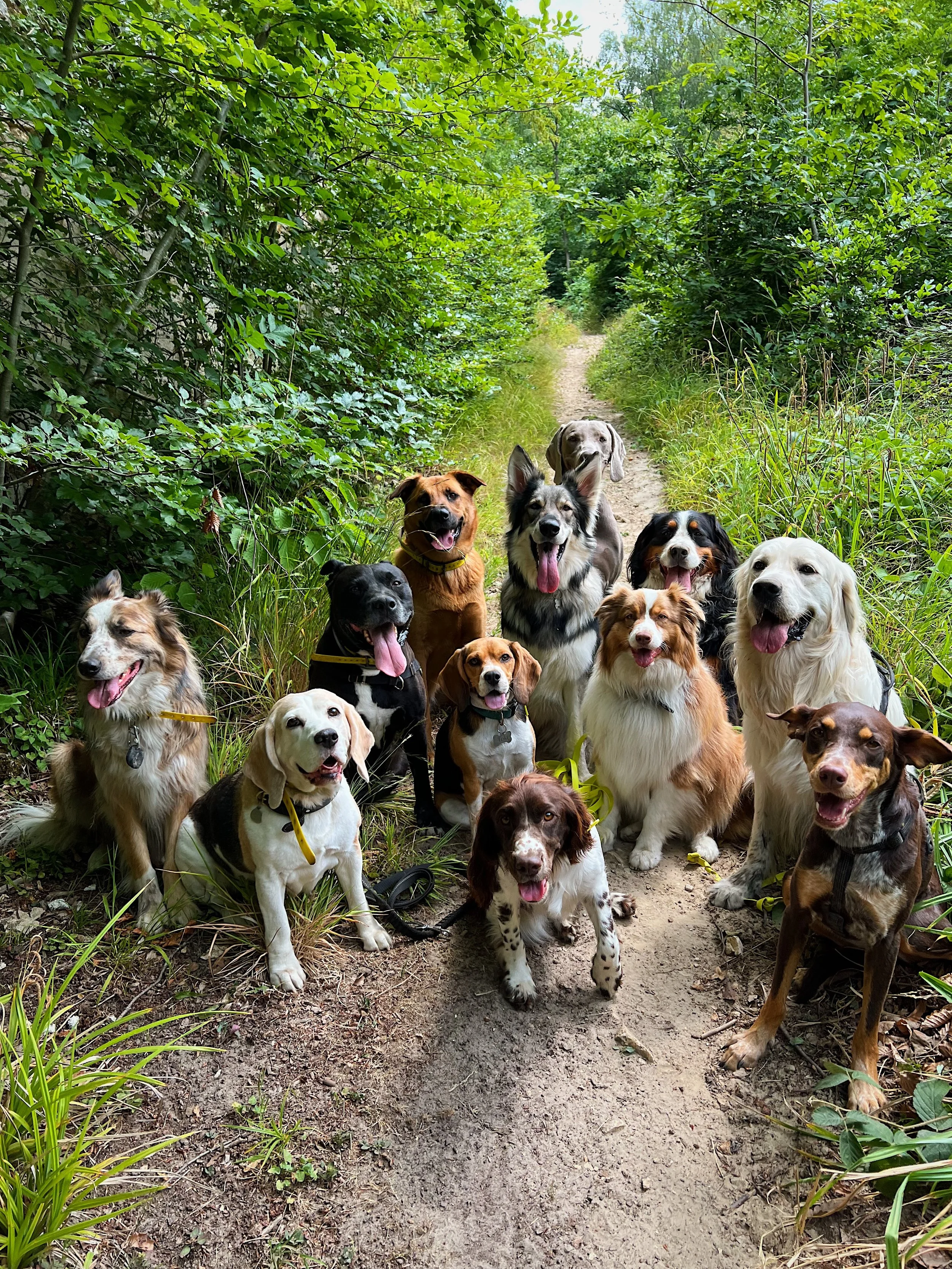 Promenade chien foret Poissy