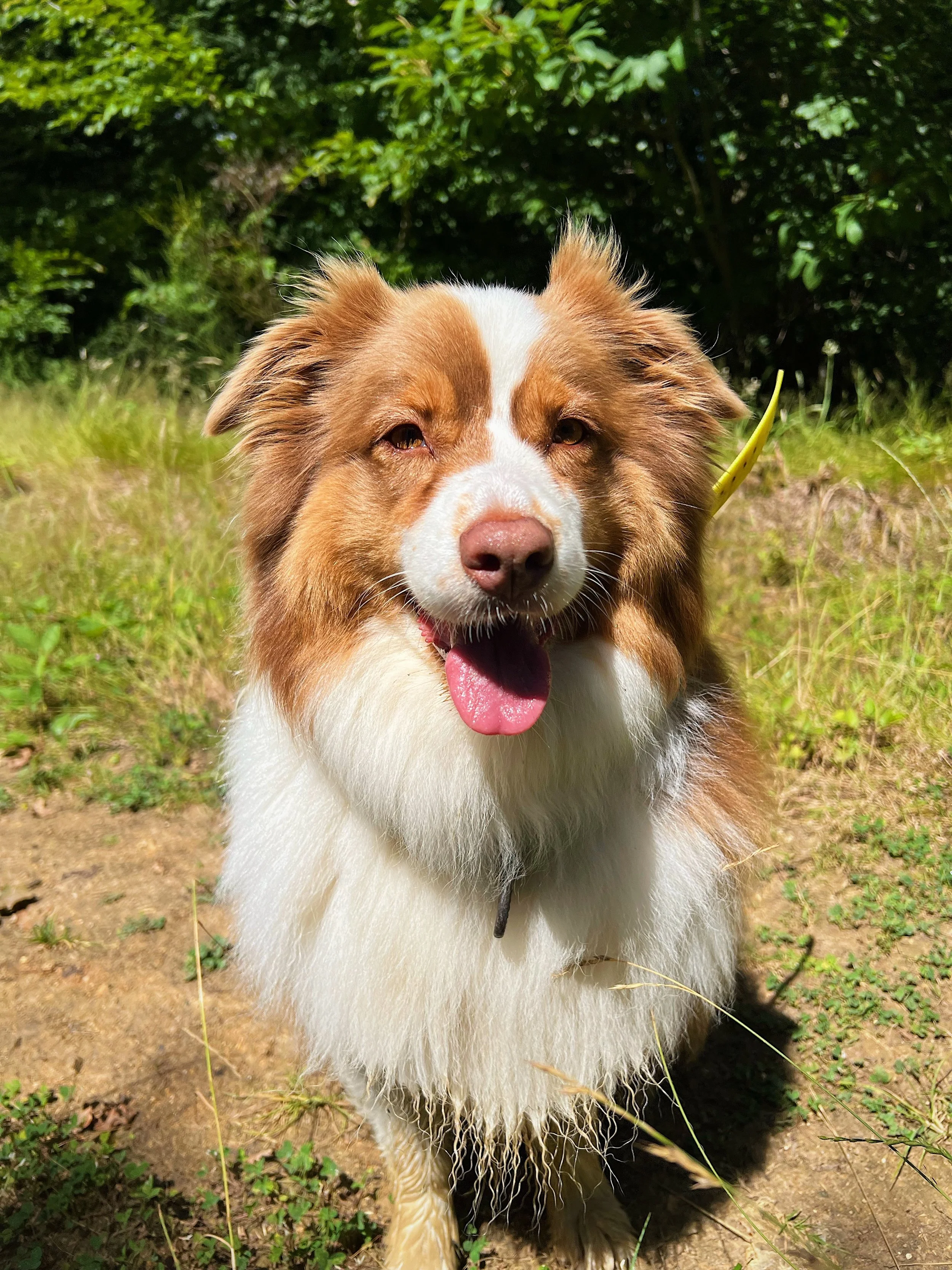 Promenade forêt Poissy
