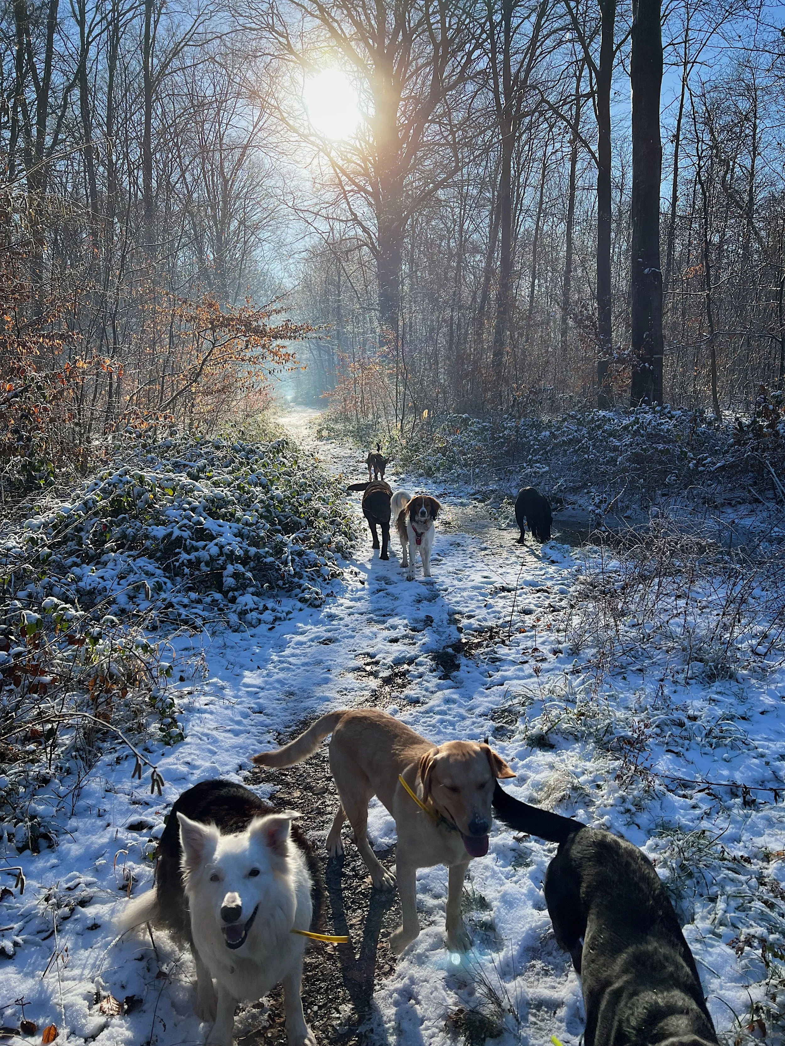 Balade chien l'Etang la ville