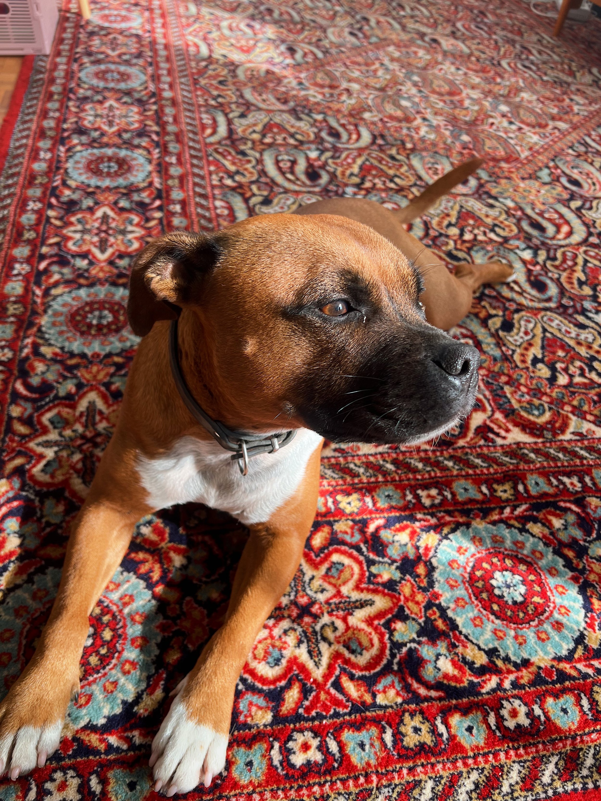 Pension canine Saint-Germain-en-Laye