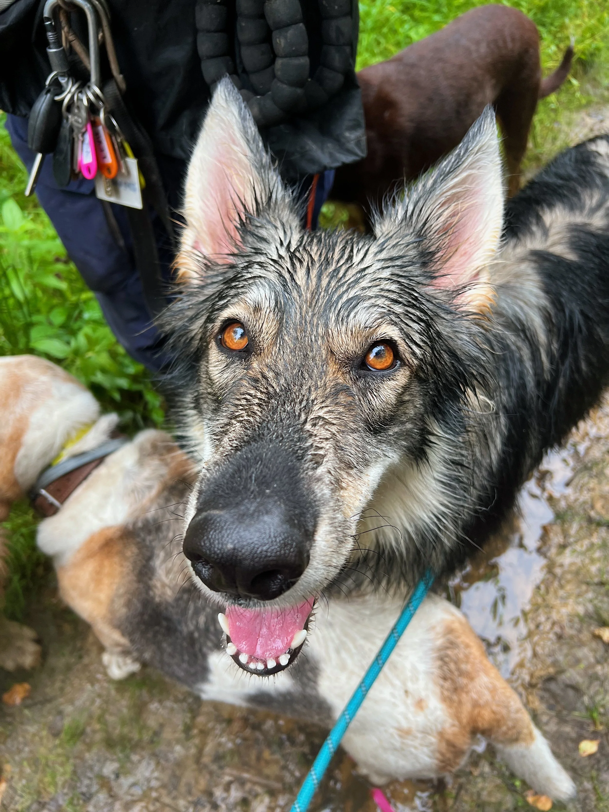 Promenade foret chien Marly le roi