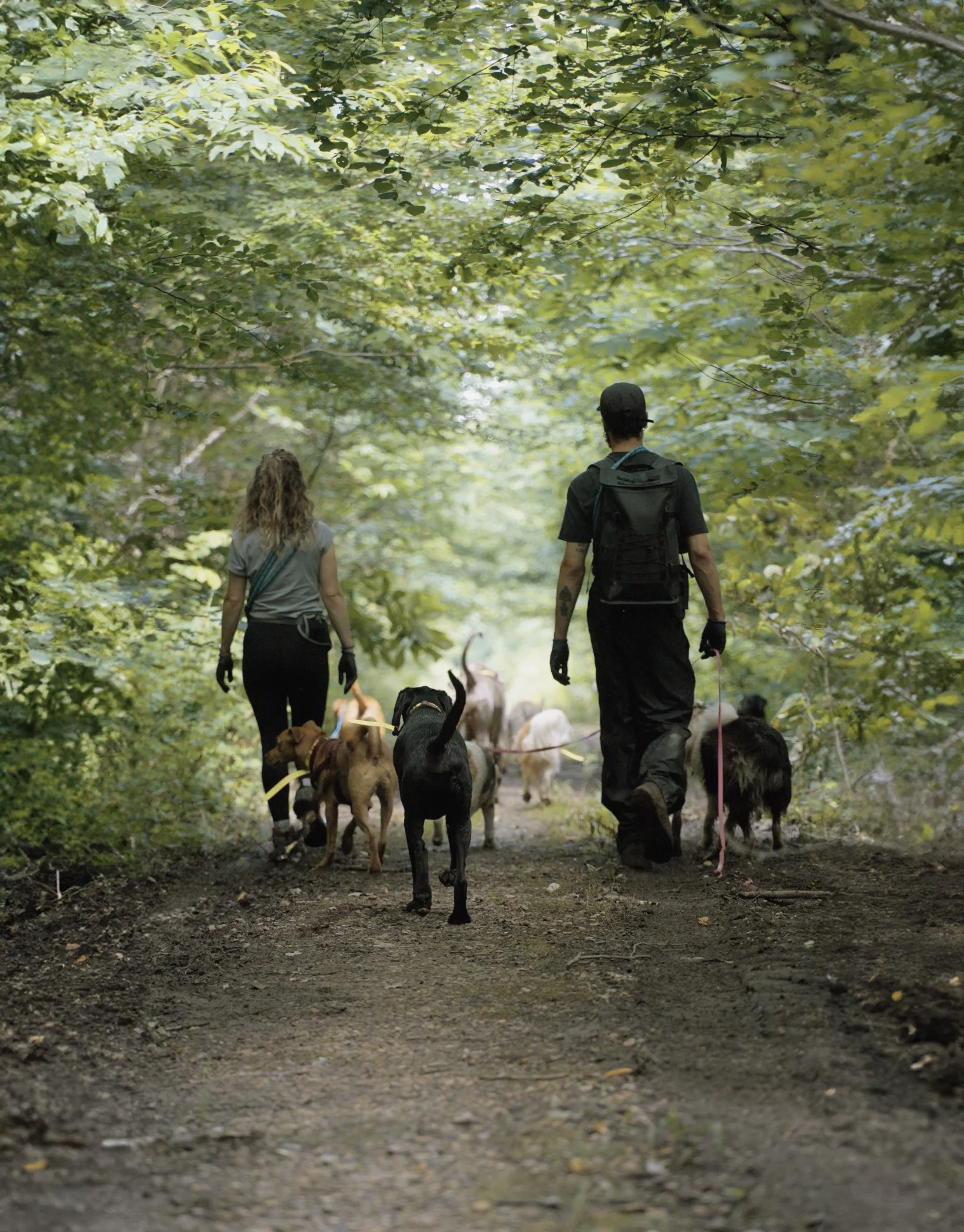 Balade en foret