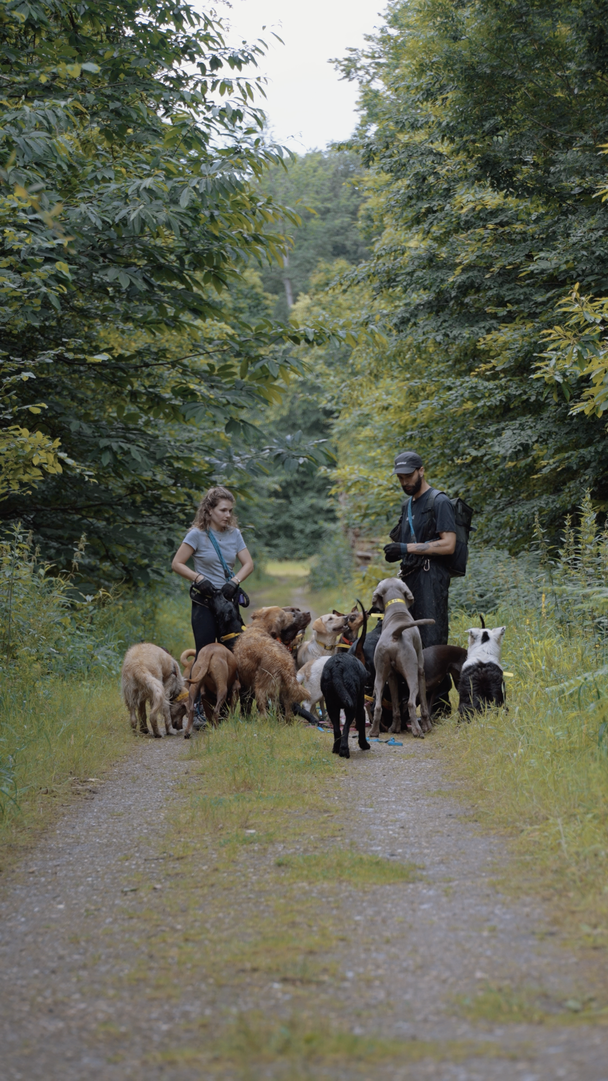 Balade collective pour chiens