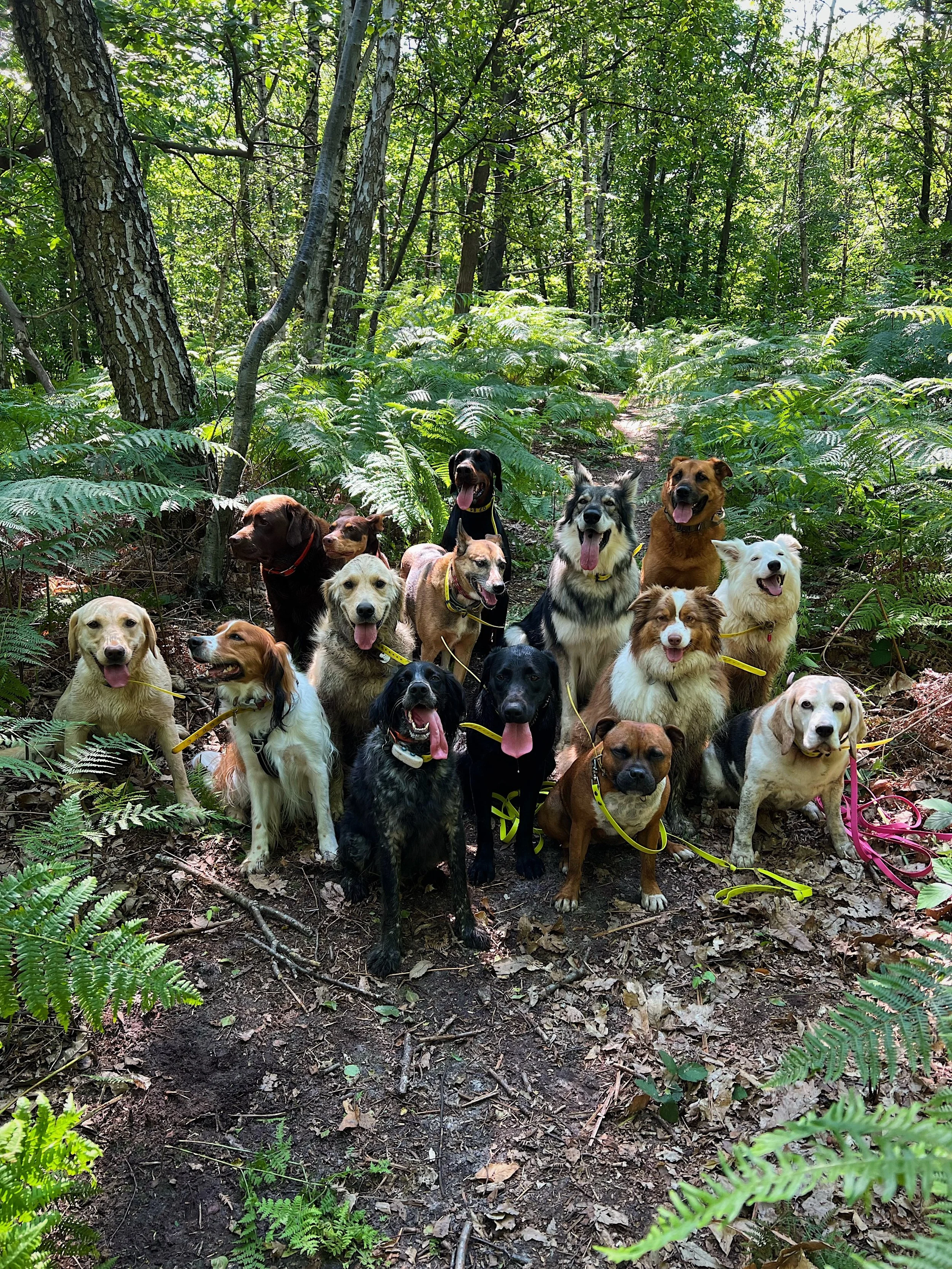 Promenade collective chien