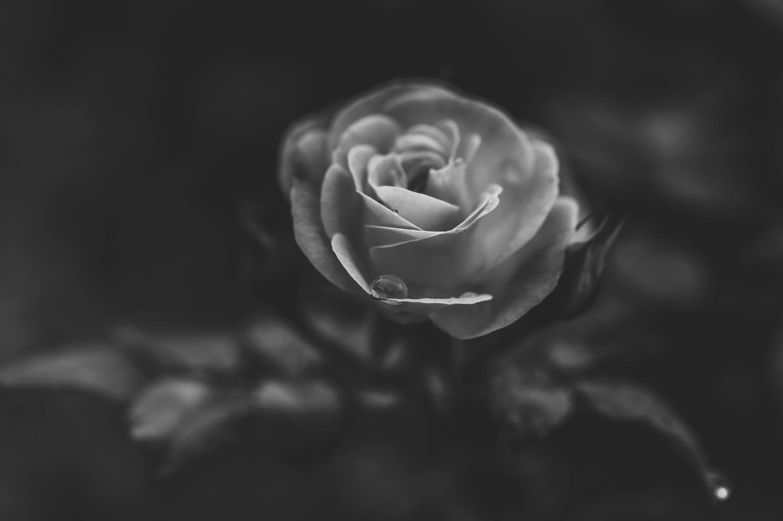 DSC_0233.jpg