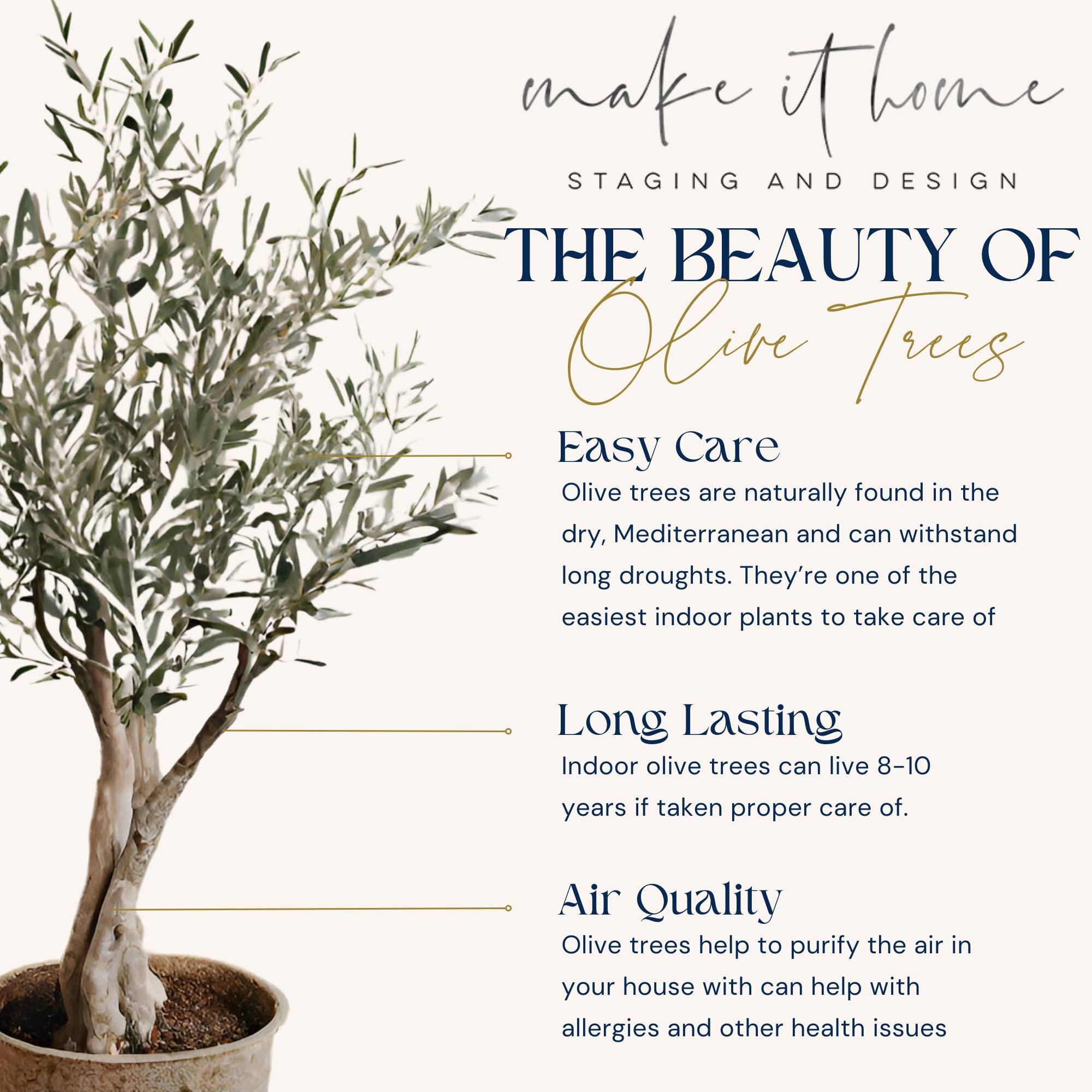 Do you want to add plants to your decor but have trouble keeping them alive? Try an olive tree! They are one of the easiest house plants to take care of and they look great!

#homedecor #Interiordesign #homedesign #plants #indoorplants #greenecountyv