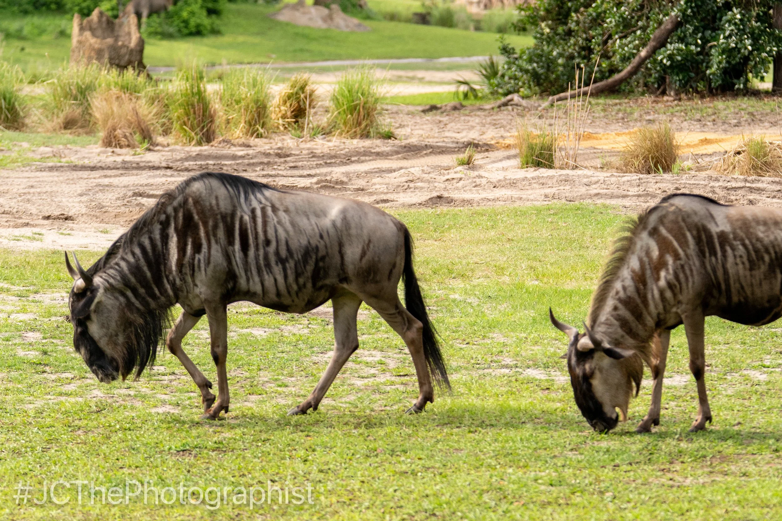 Animal Kingdom-142.jpg