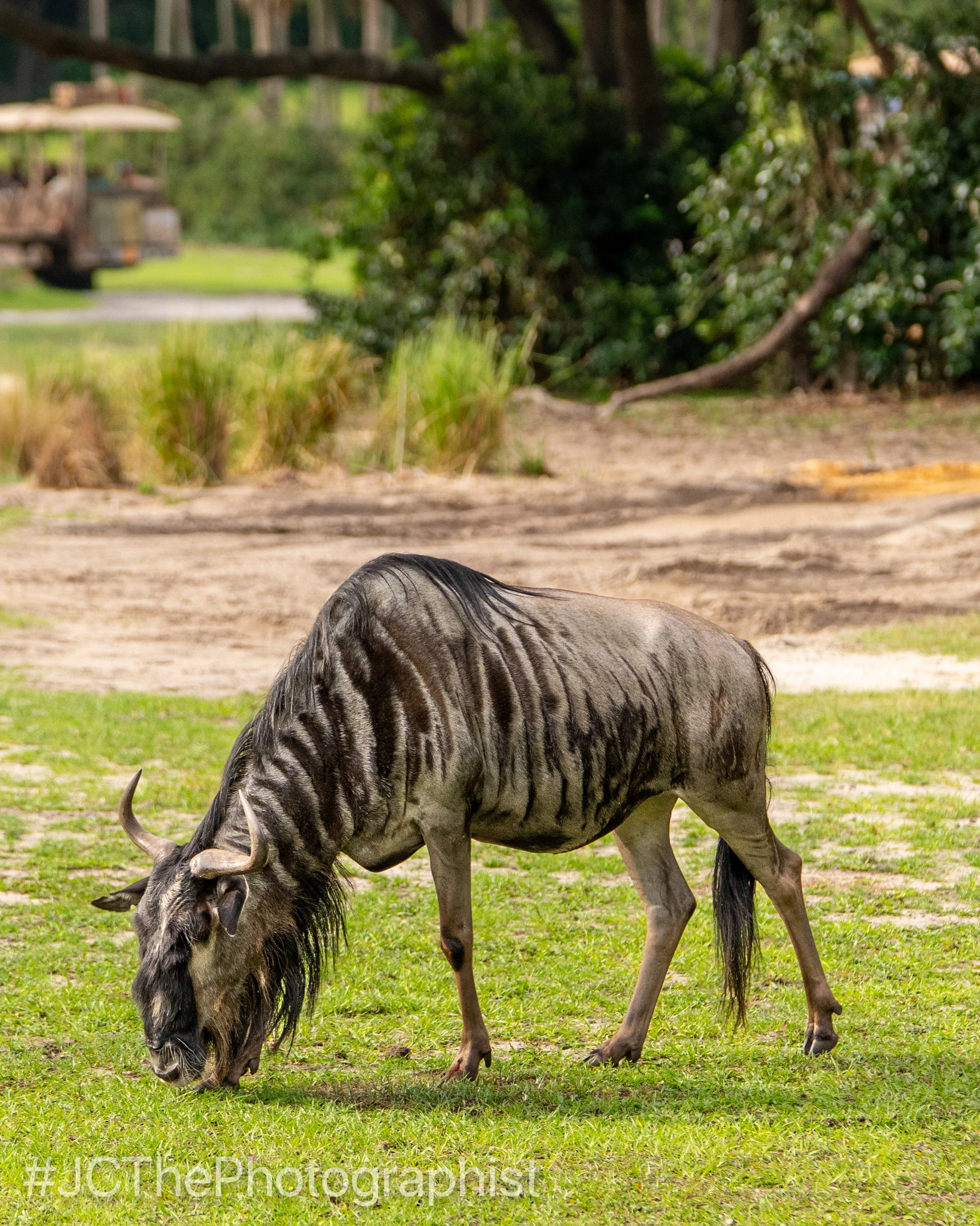 Animal Kingdom-143.jpg