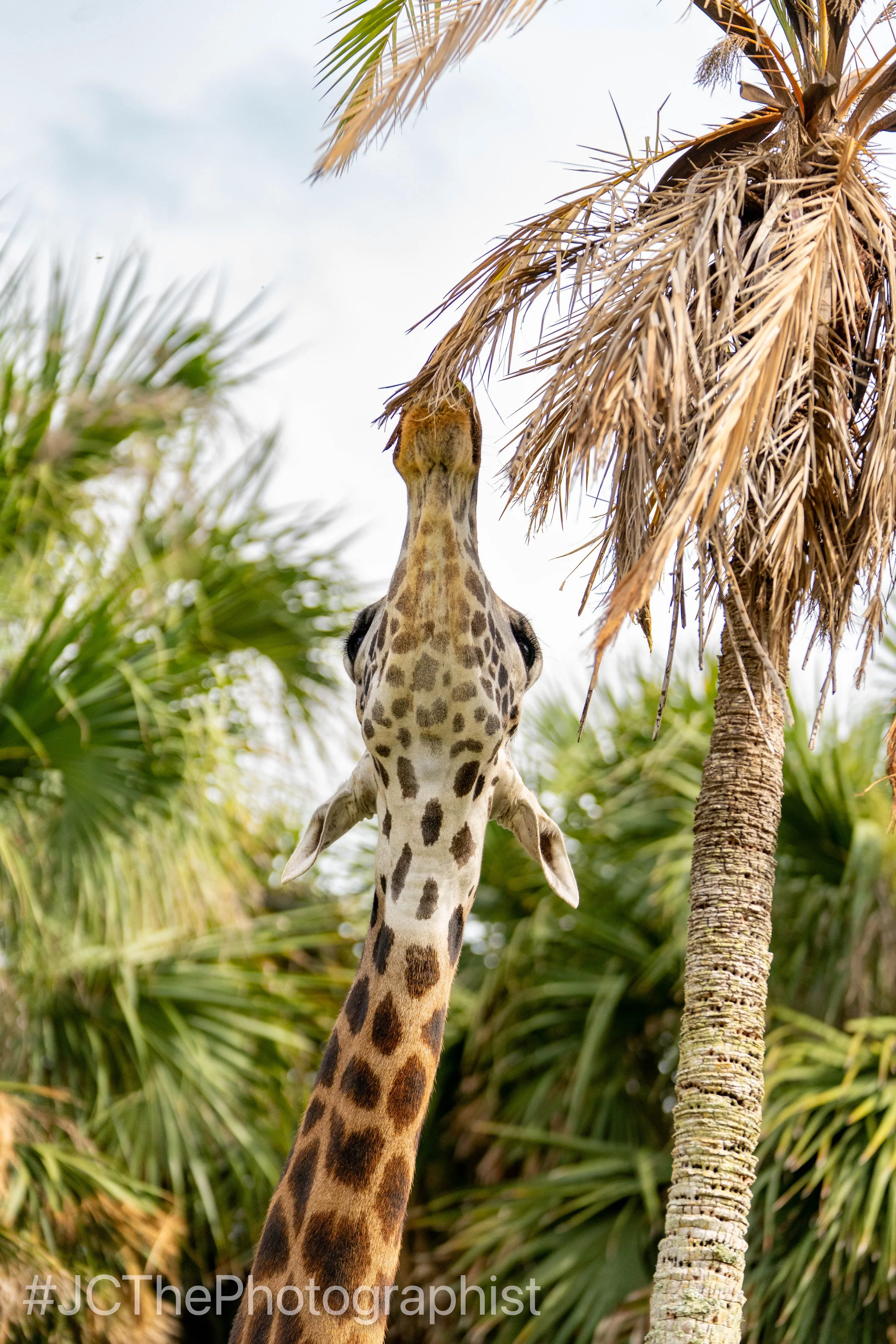 Animal Kingdom-150.jpg