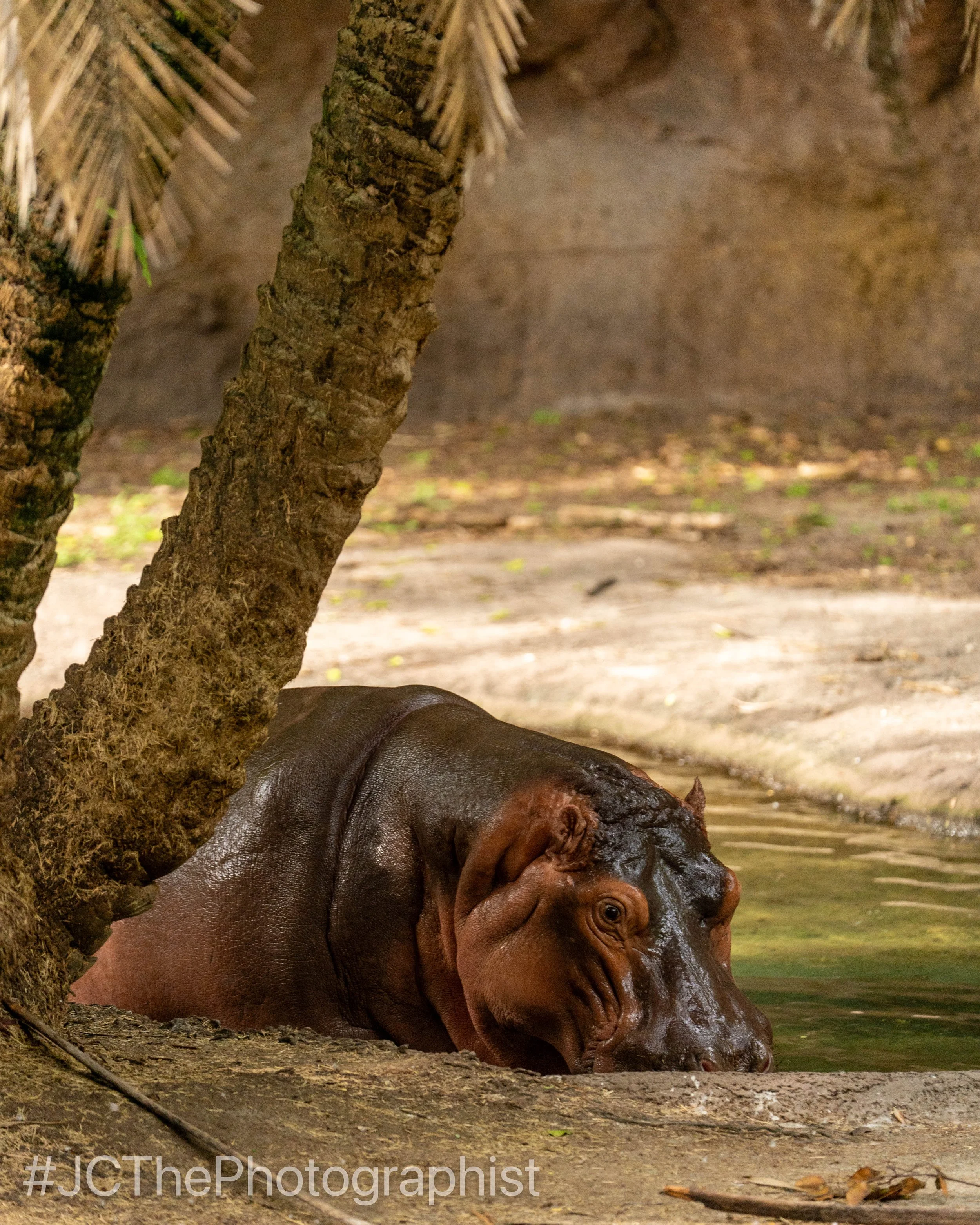 Animal Kingdom-136.jpg