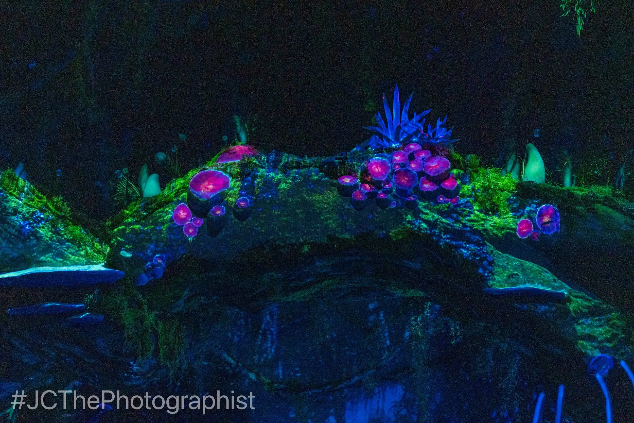 Animal Kingdom-117.jpg