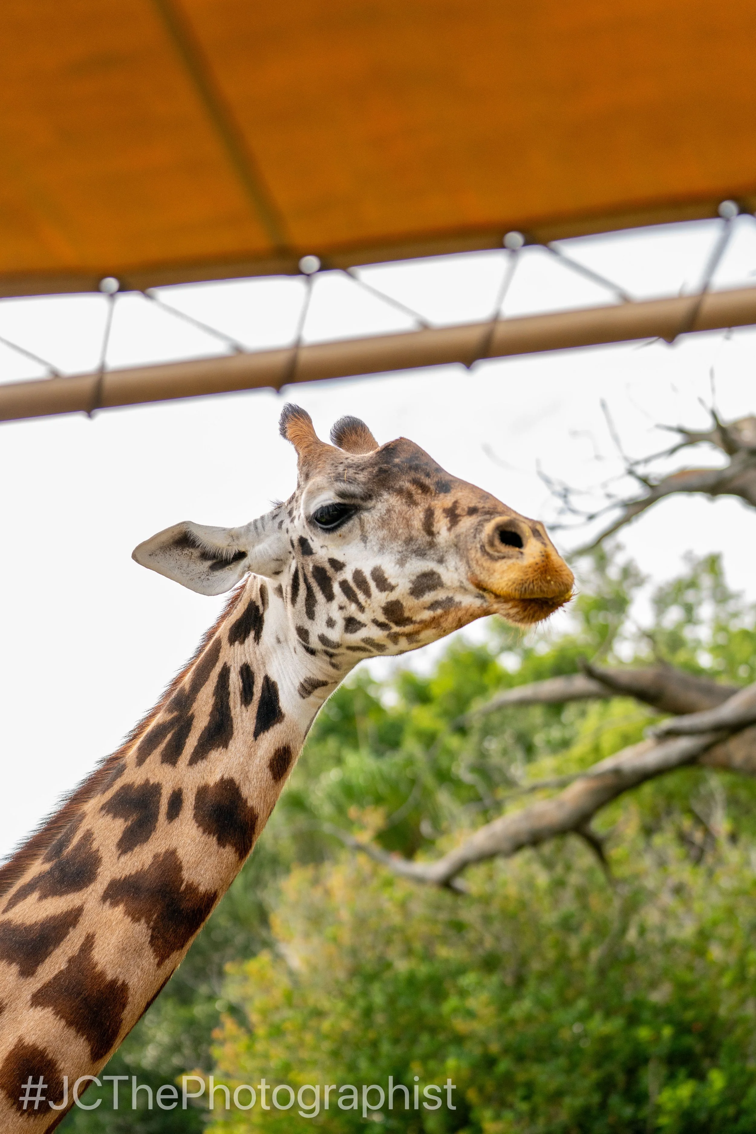 Animal Kingdom-152.jpg