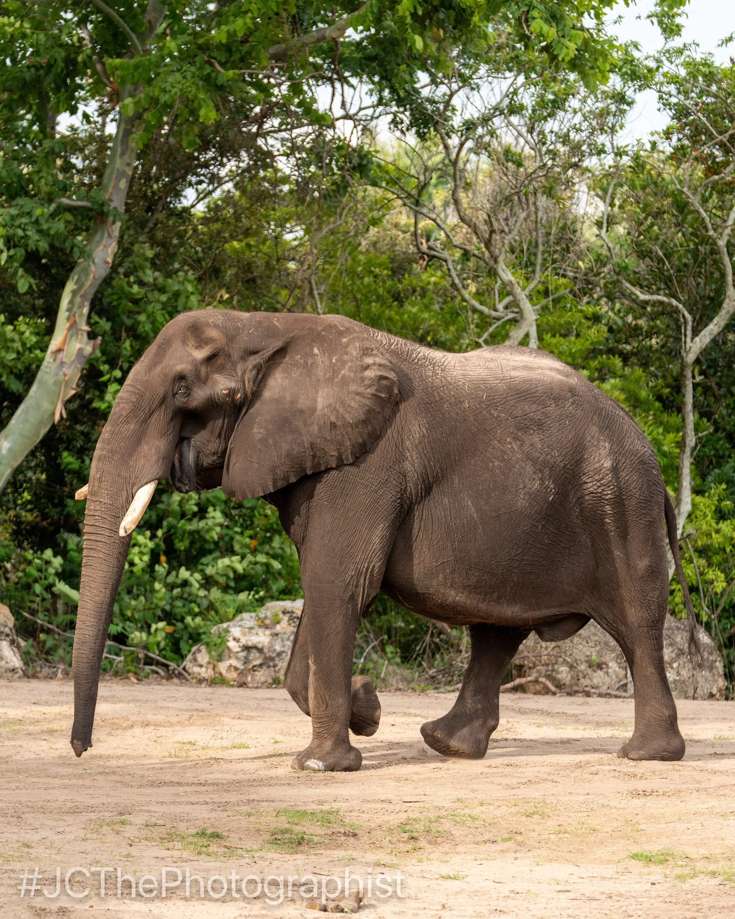 Animal Kingdom-153.jpg
