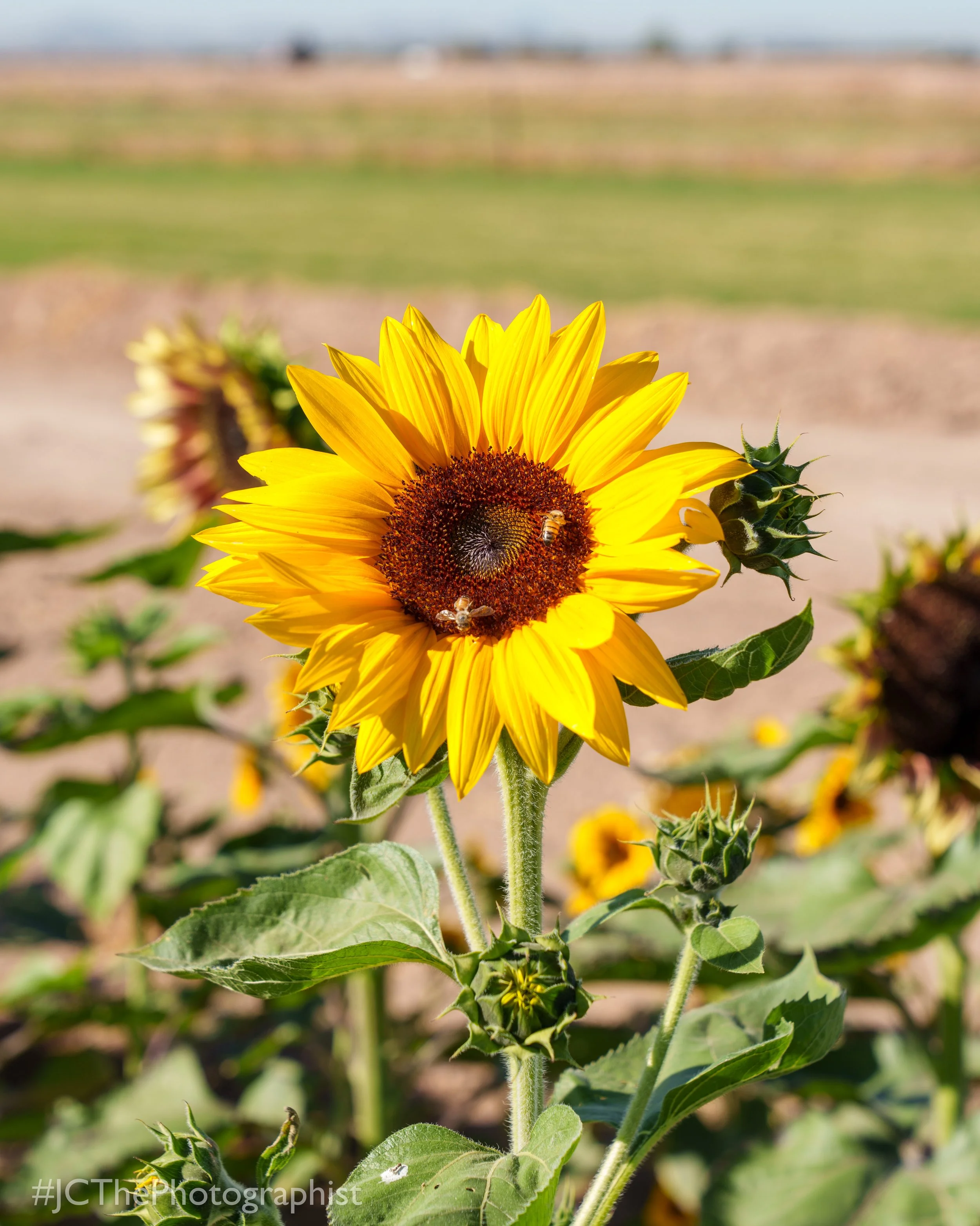 Sunflower Farm-107.jpg