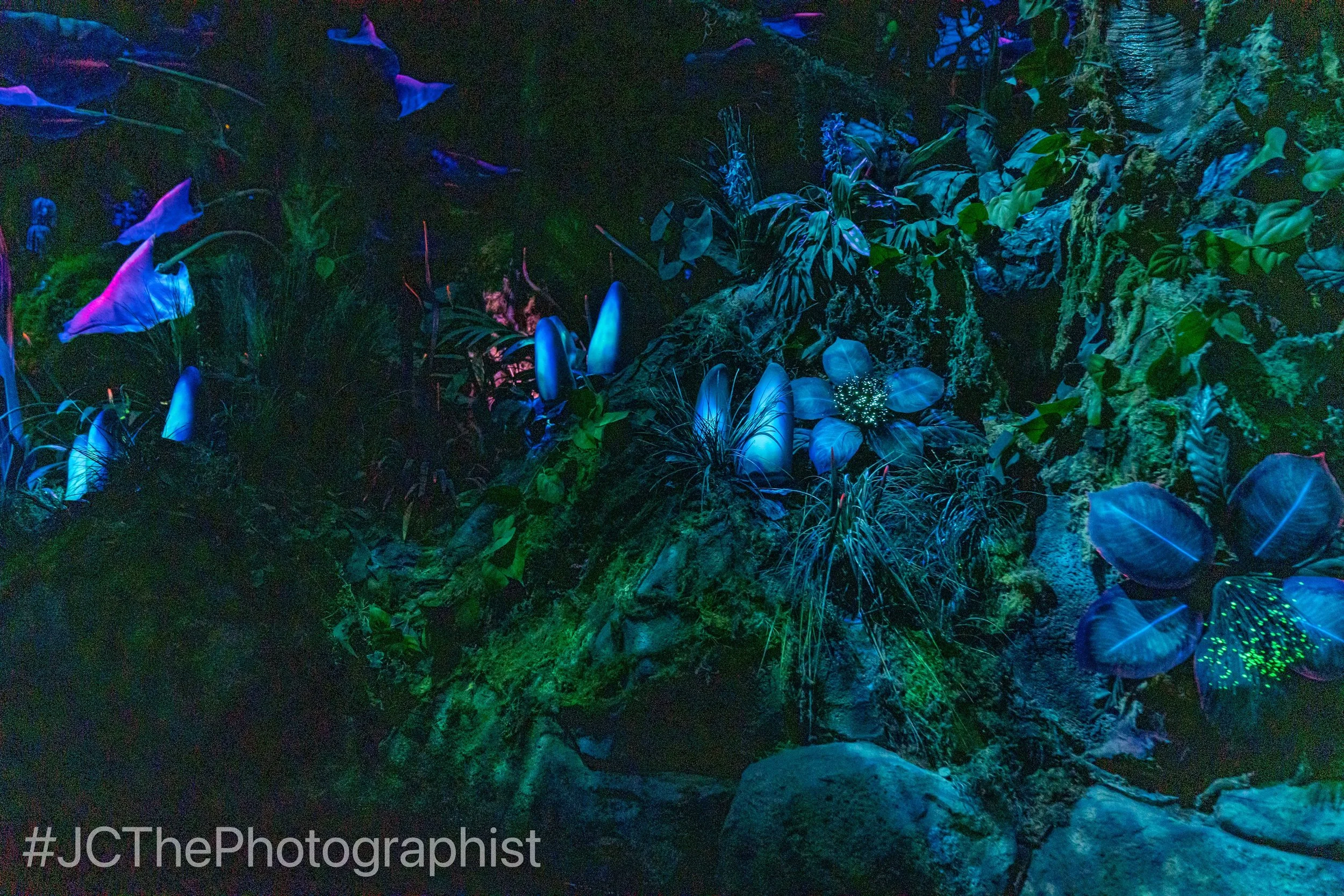 Animal Kingdom-112.jpg