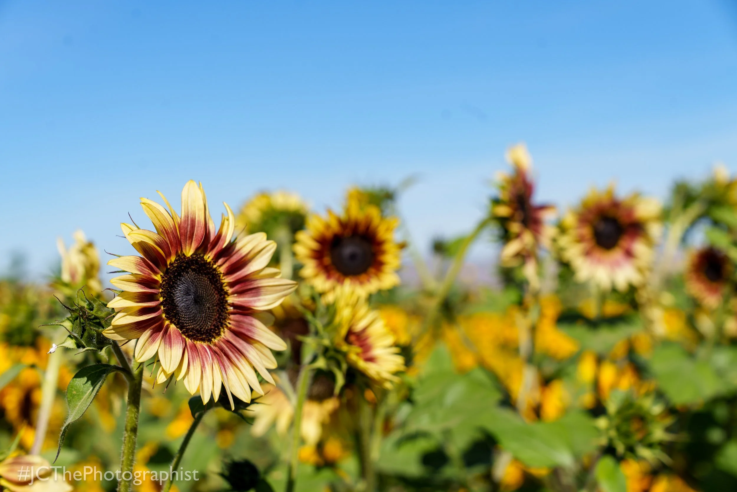 Sunflower Farm-125.jpg