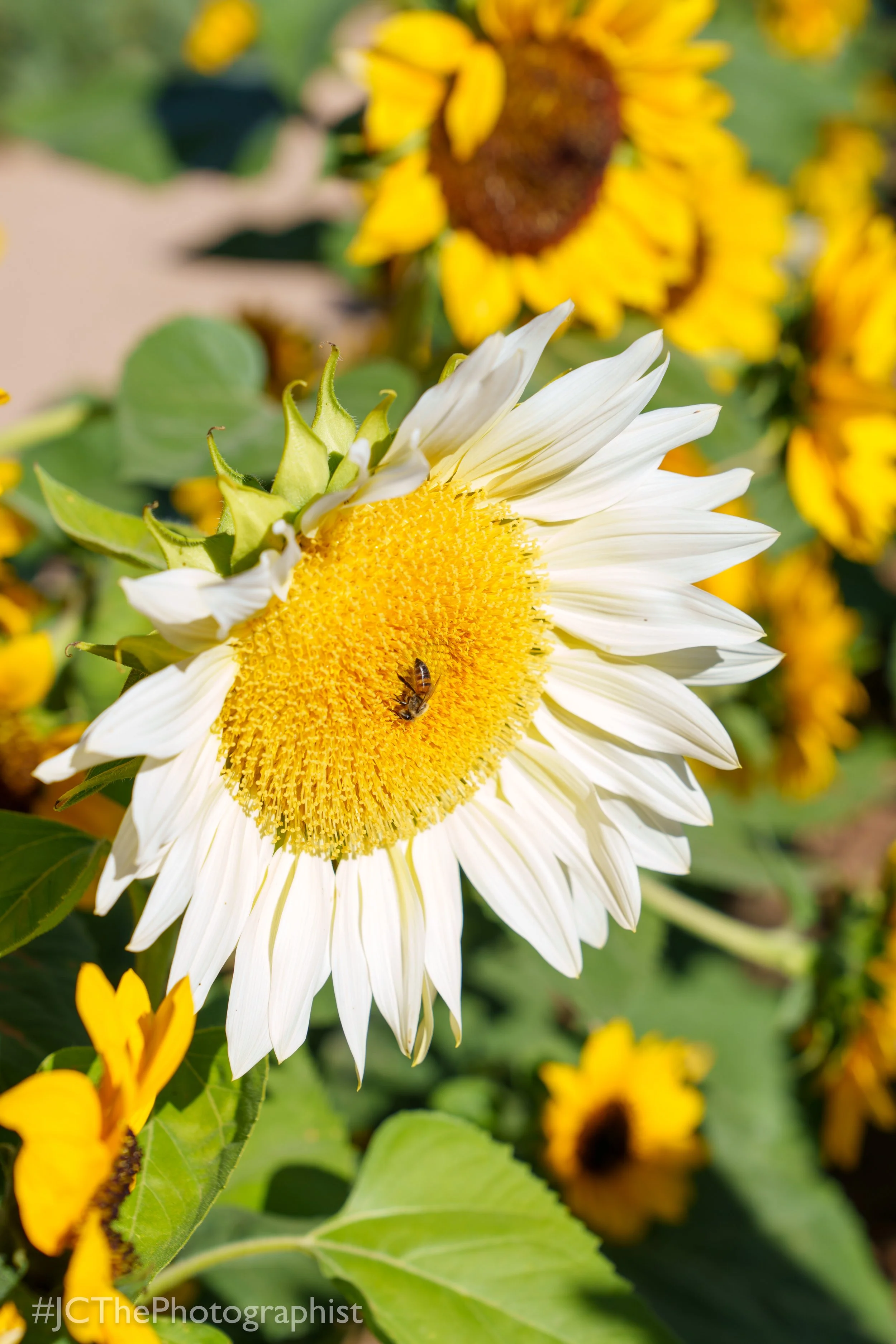 Sunflower Farm-123.jpg