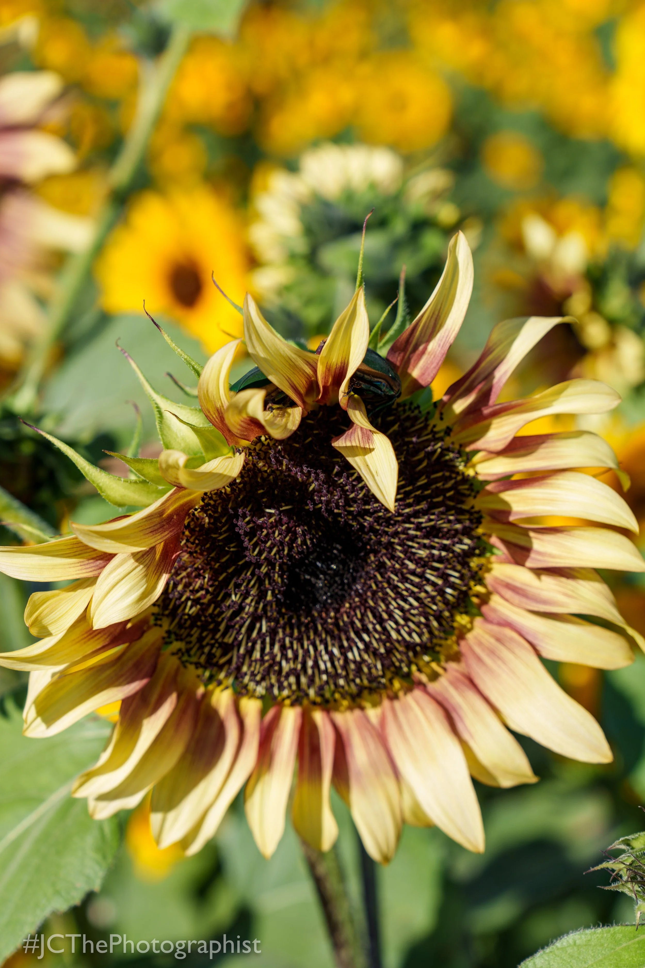 Sunflower Farm-124.jpg