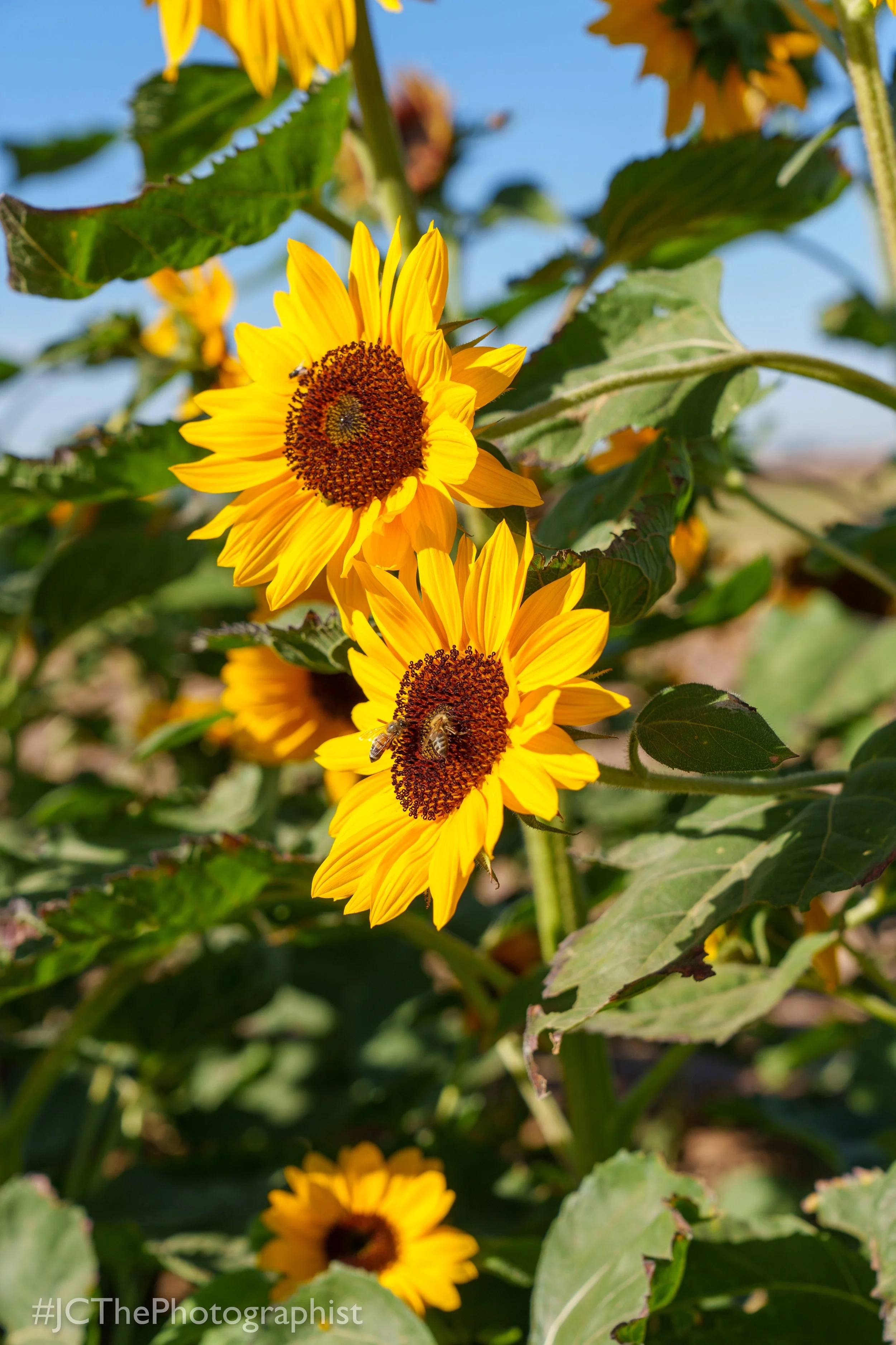 Sunflower Farm-113.jpg