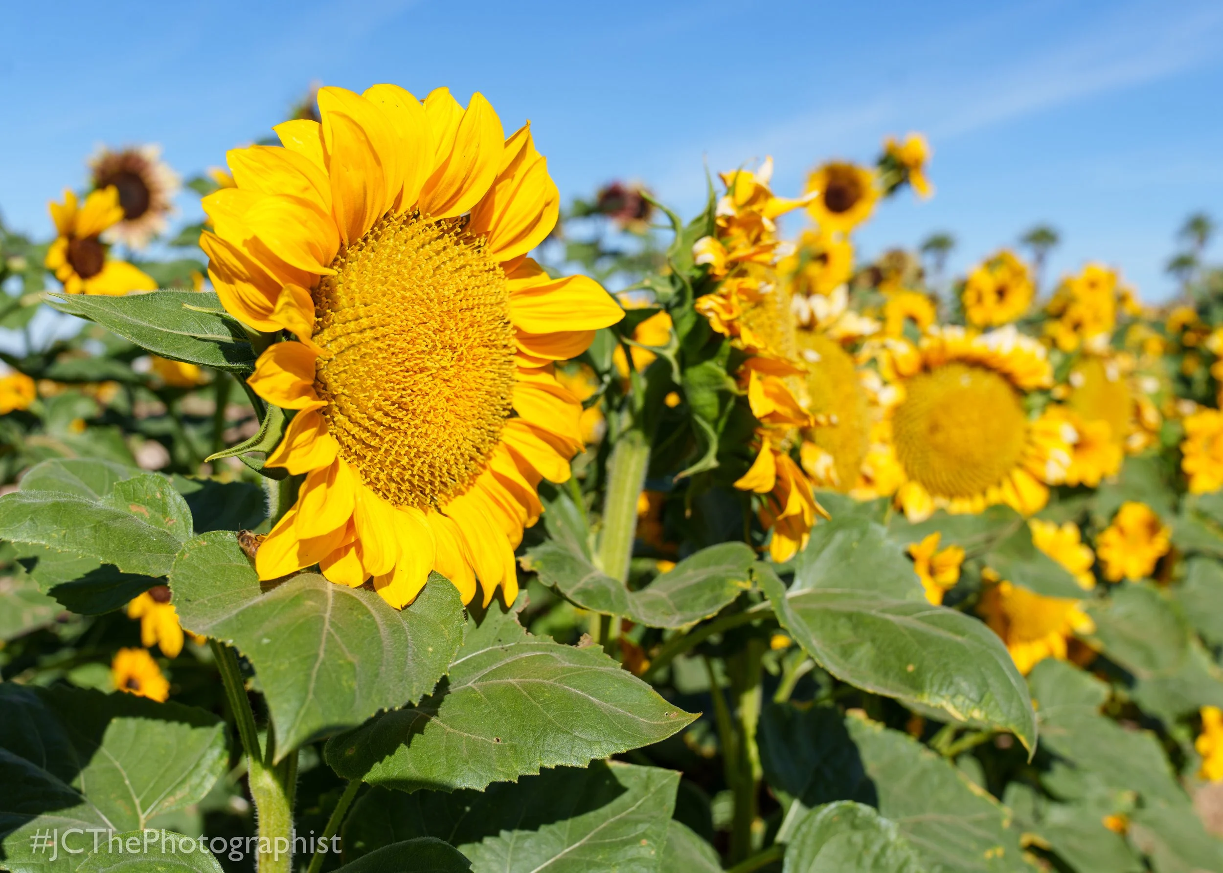 Sunflower Farm-109.jpg