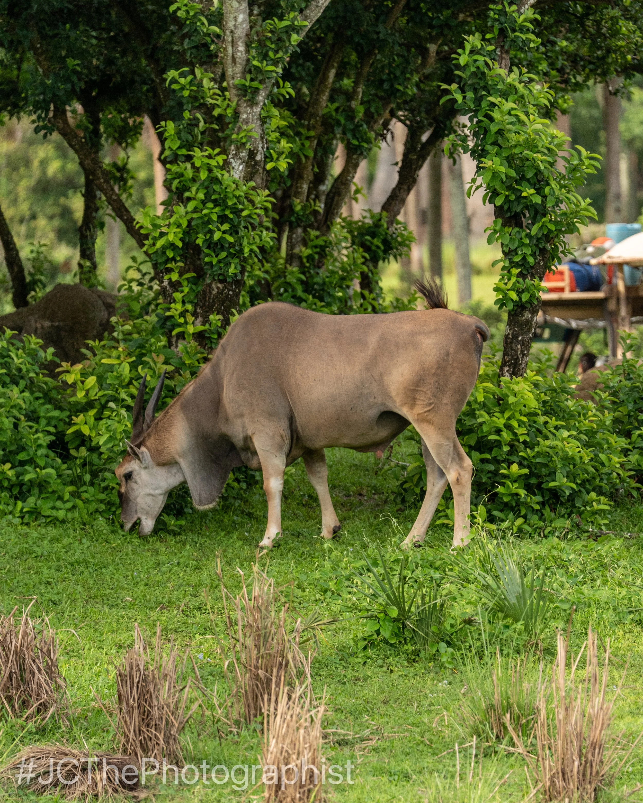 Animal Kingdom-146.jpg