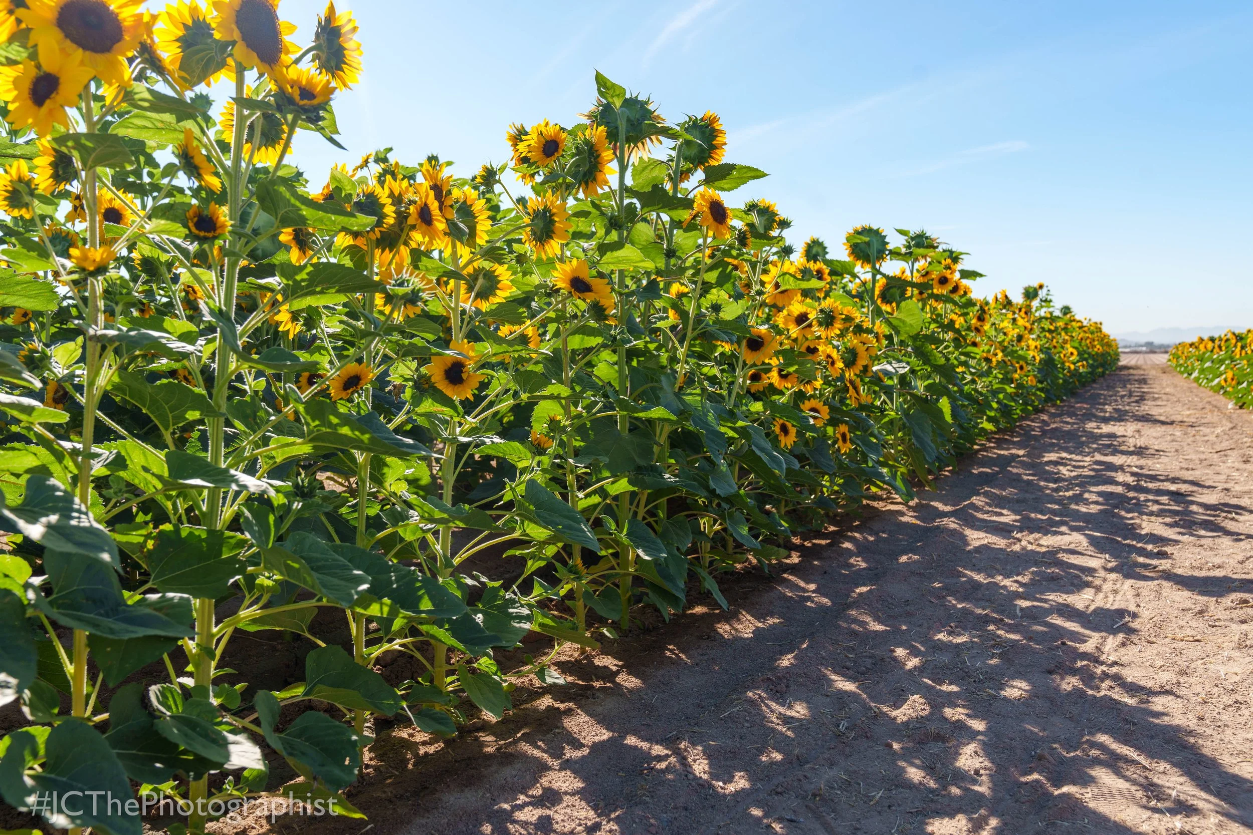 Sunflower Farm-117.jpg