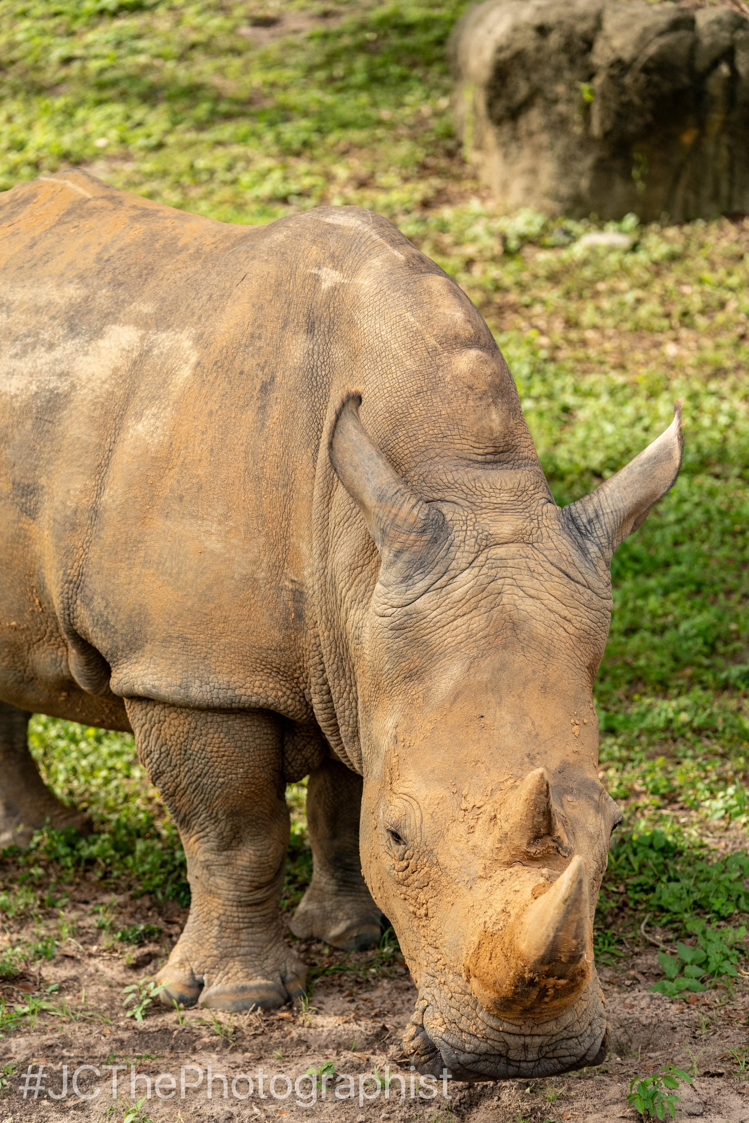 Animal Kingdom-157.jpg