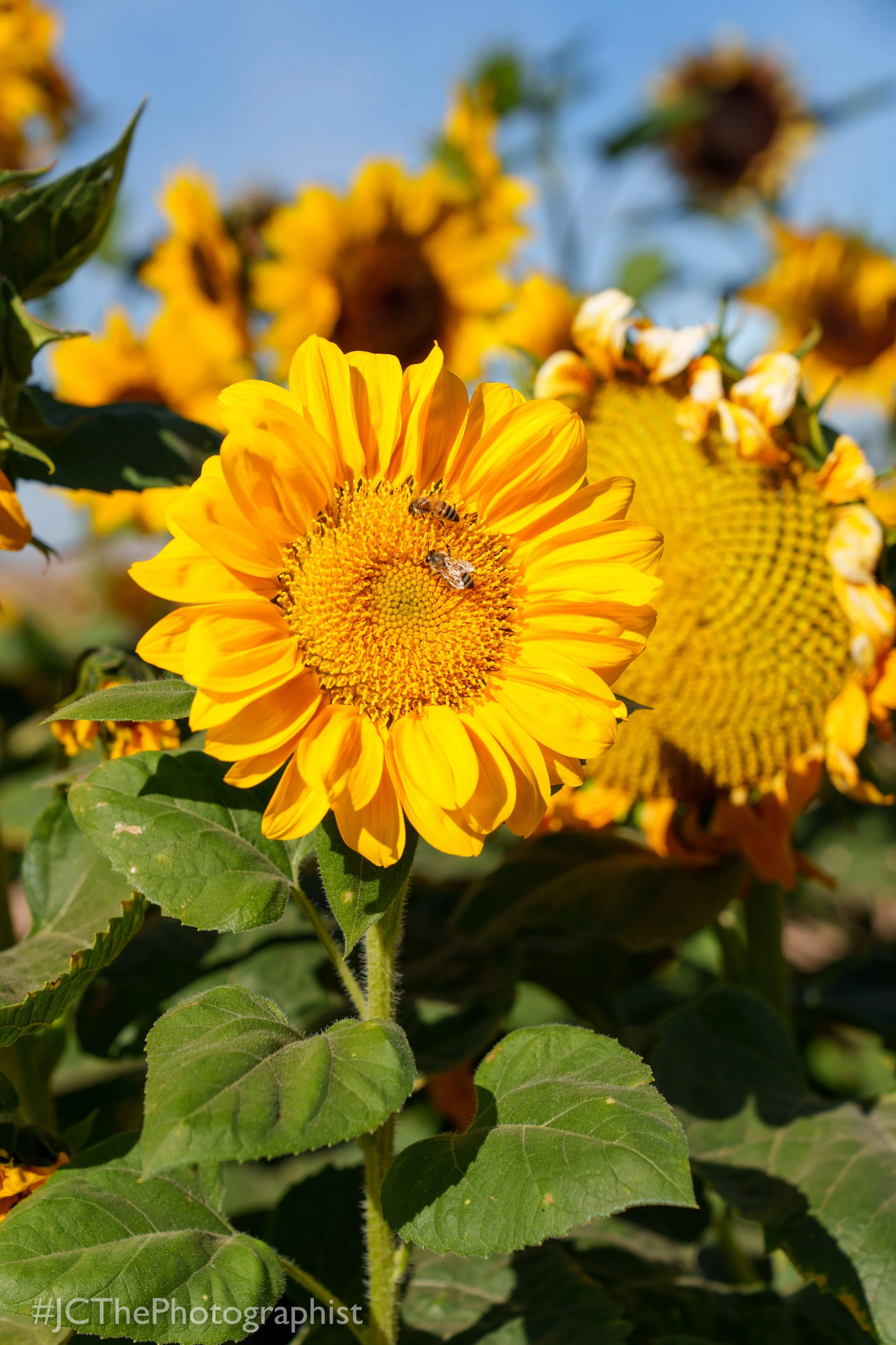 Sunflower Farm-114.jpg