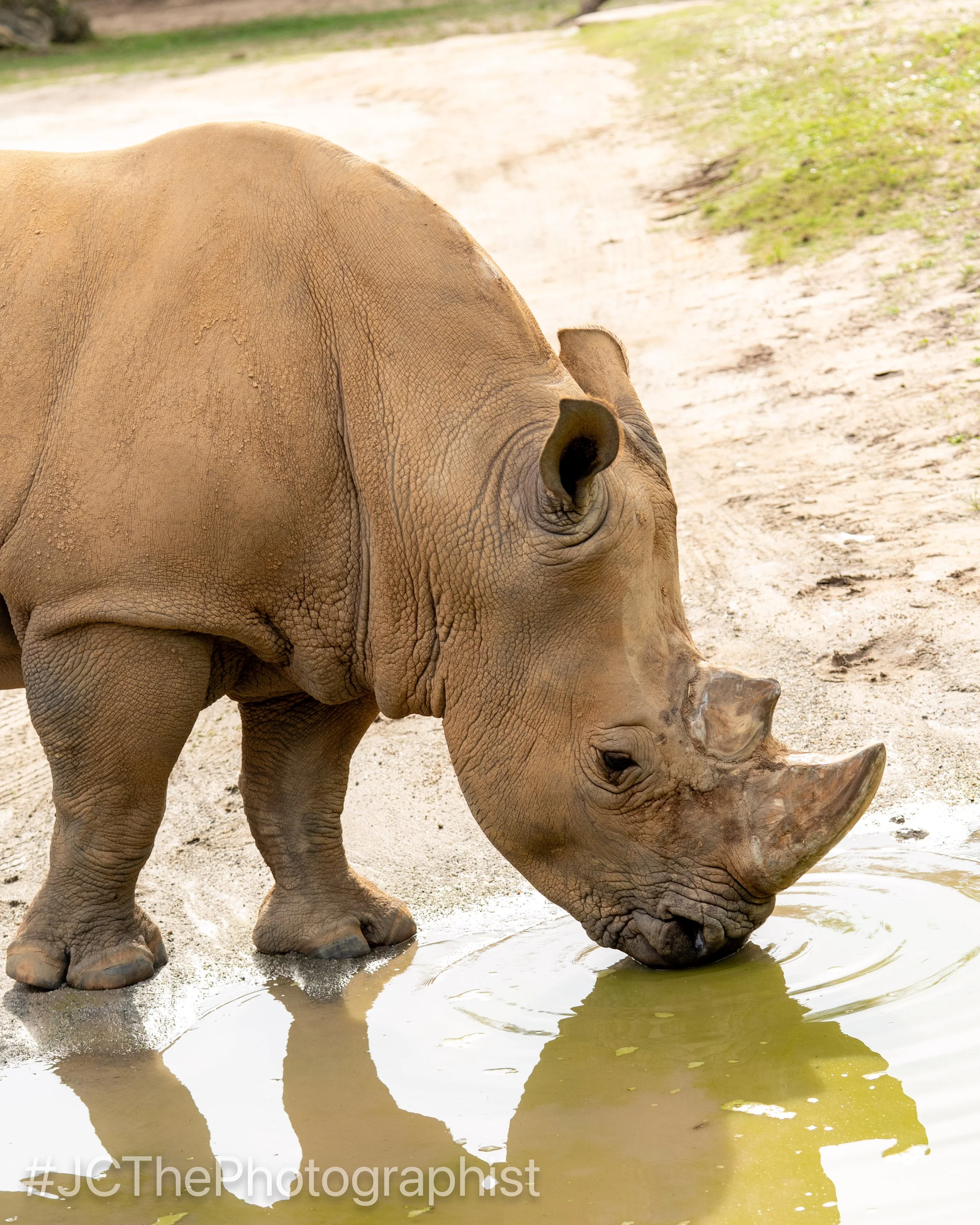Animal Kingdom-158.jpg