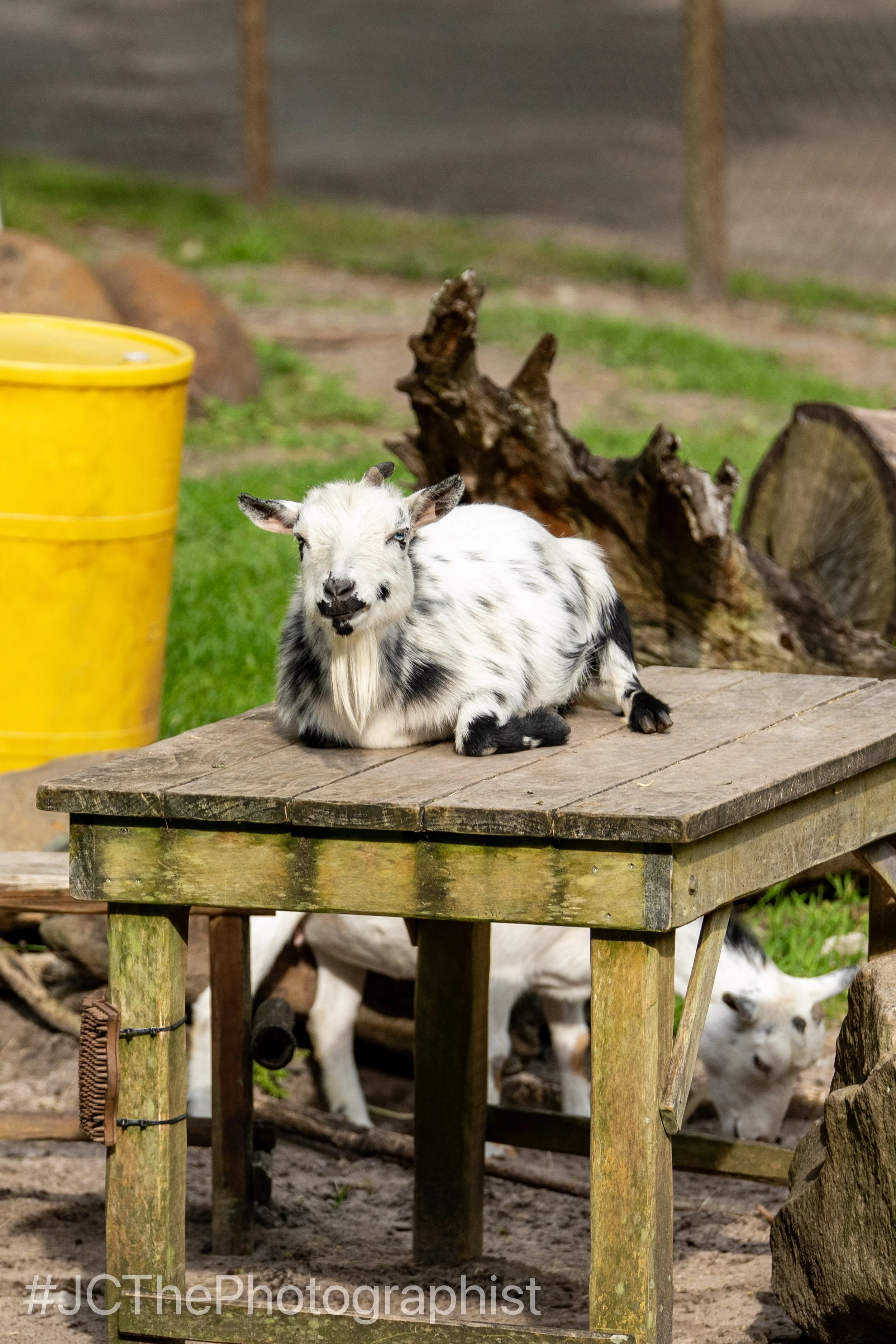 Animal Kingdom-160.jpg