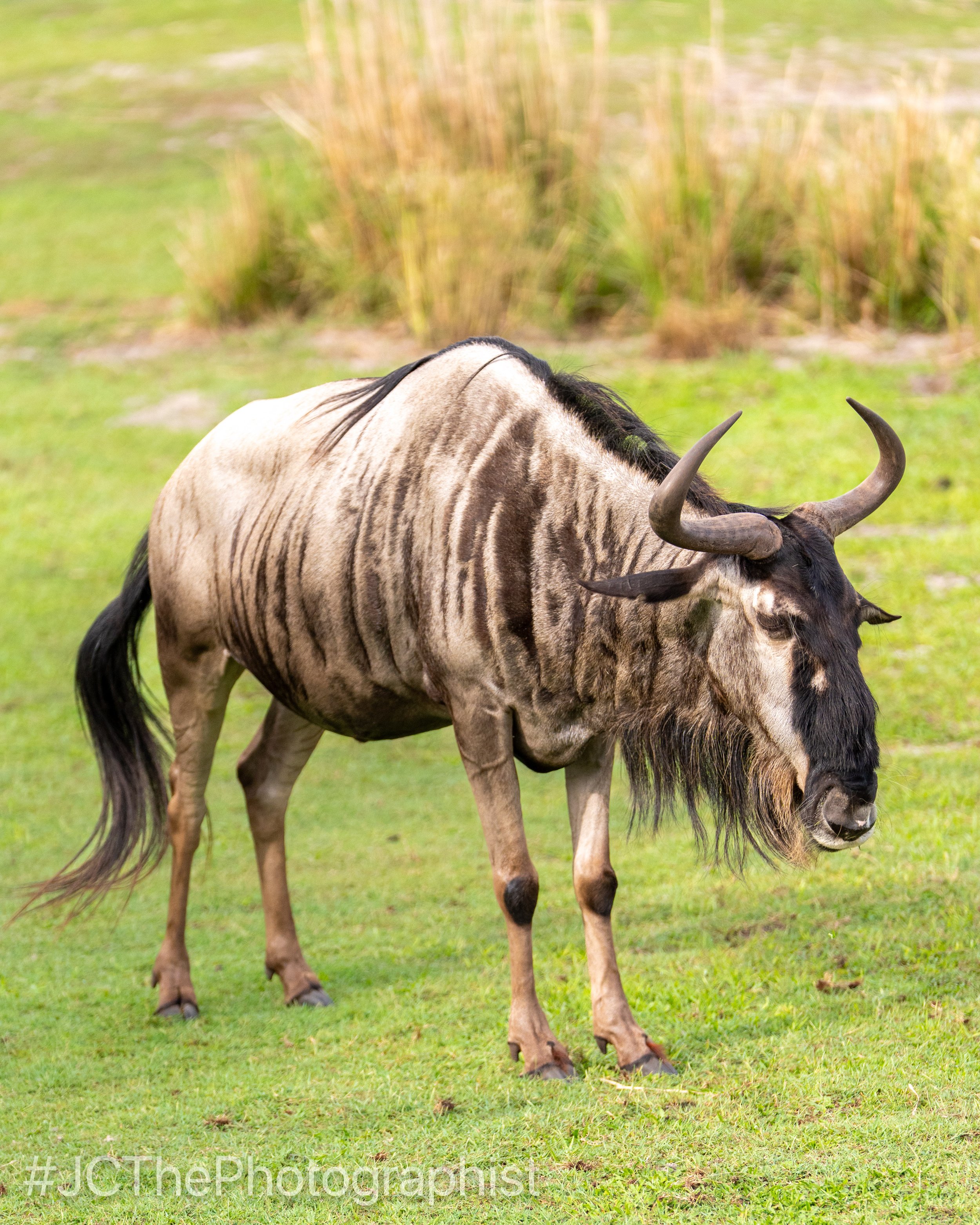 Animal Kingdom-147.jpg